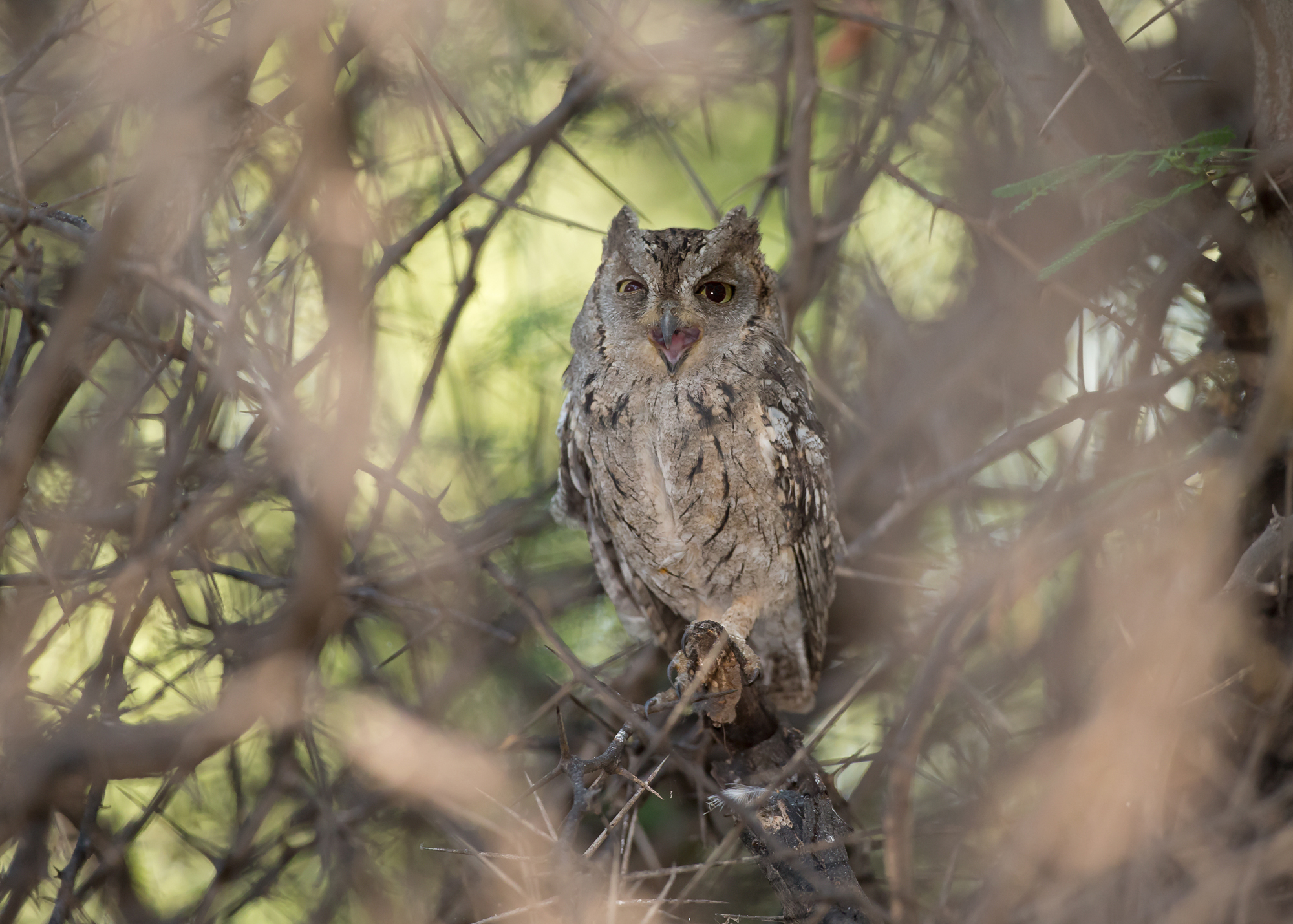 Arabian Scops Owl, Ayn Hamran Nov 2014