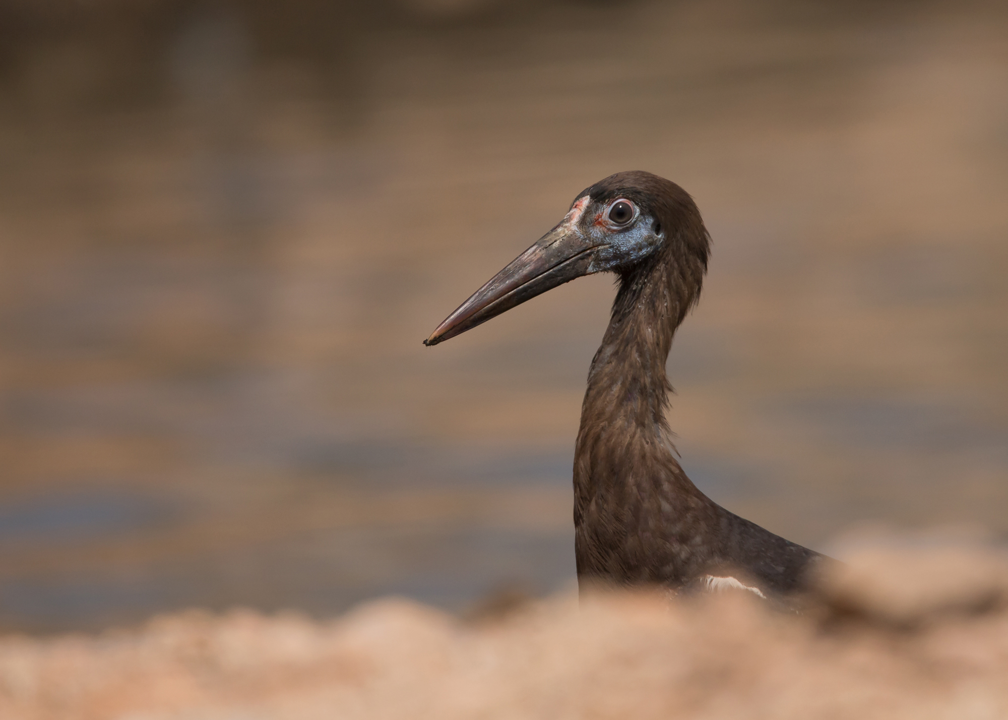 Abdim's Stork, Salalah Nov 2014