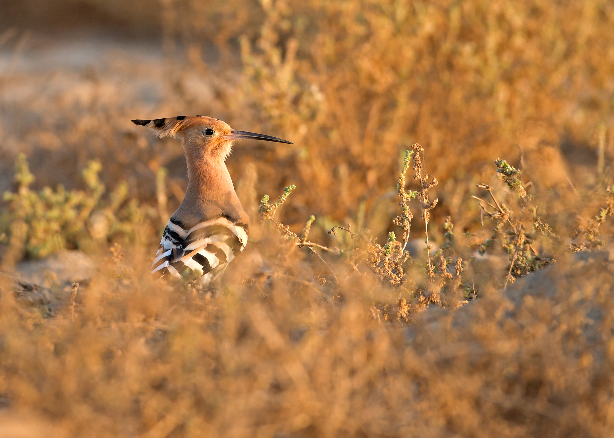 Eurasian Hoopoe, Sohar Oct 2014