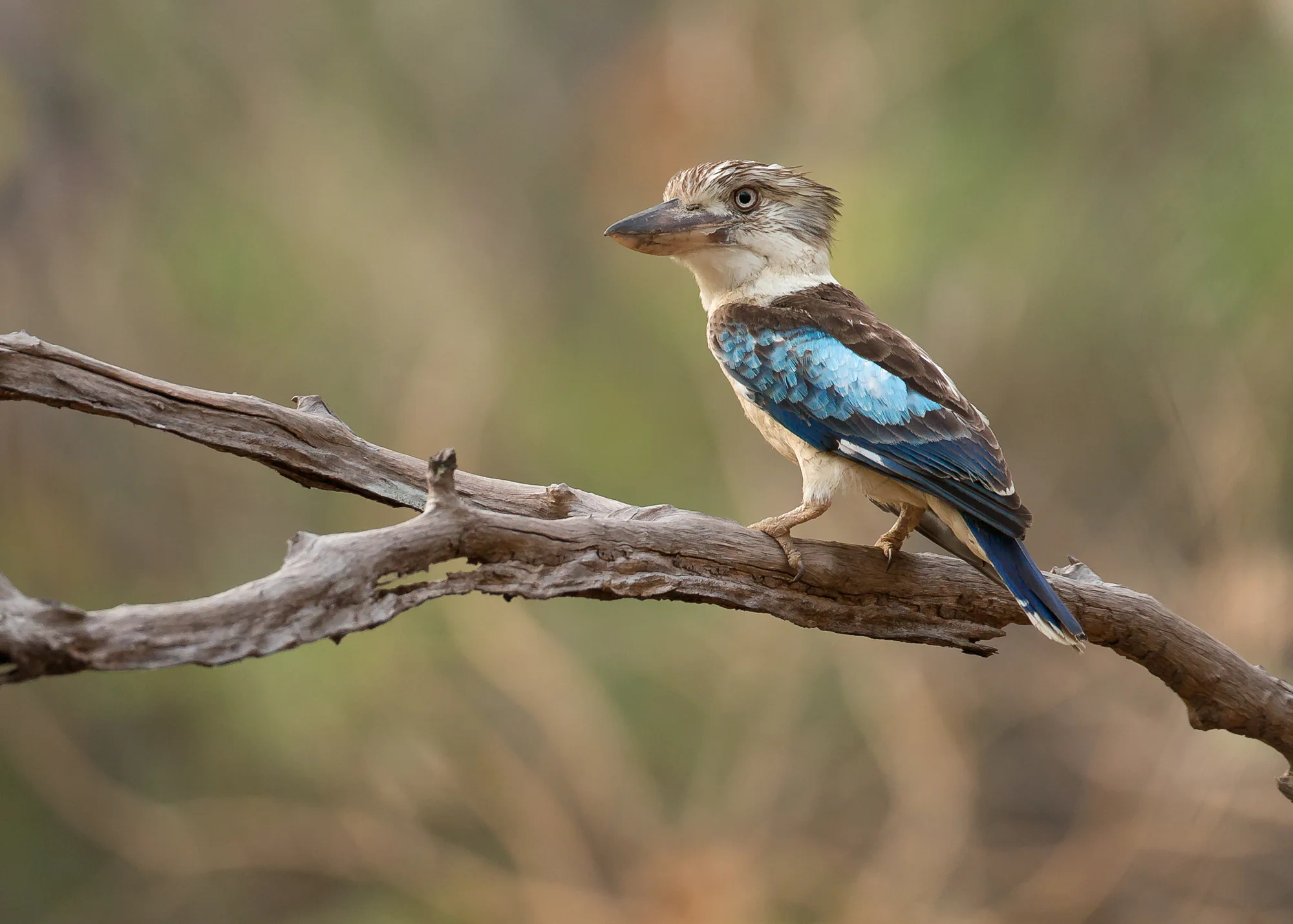 Blue-winged Kookaburra, NT Oct 2014