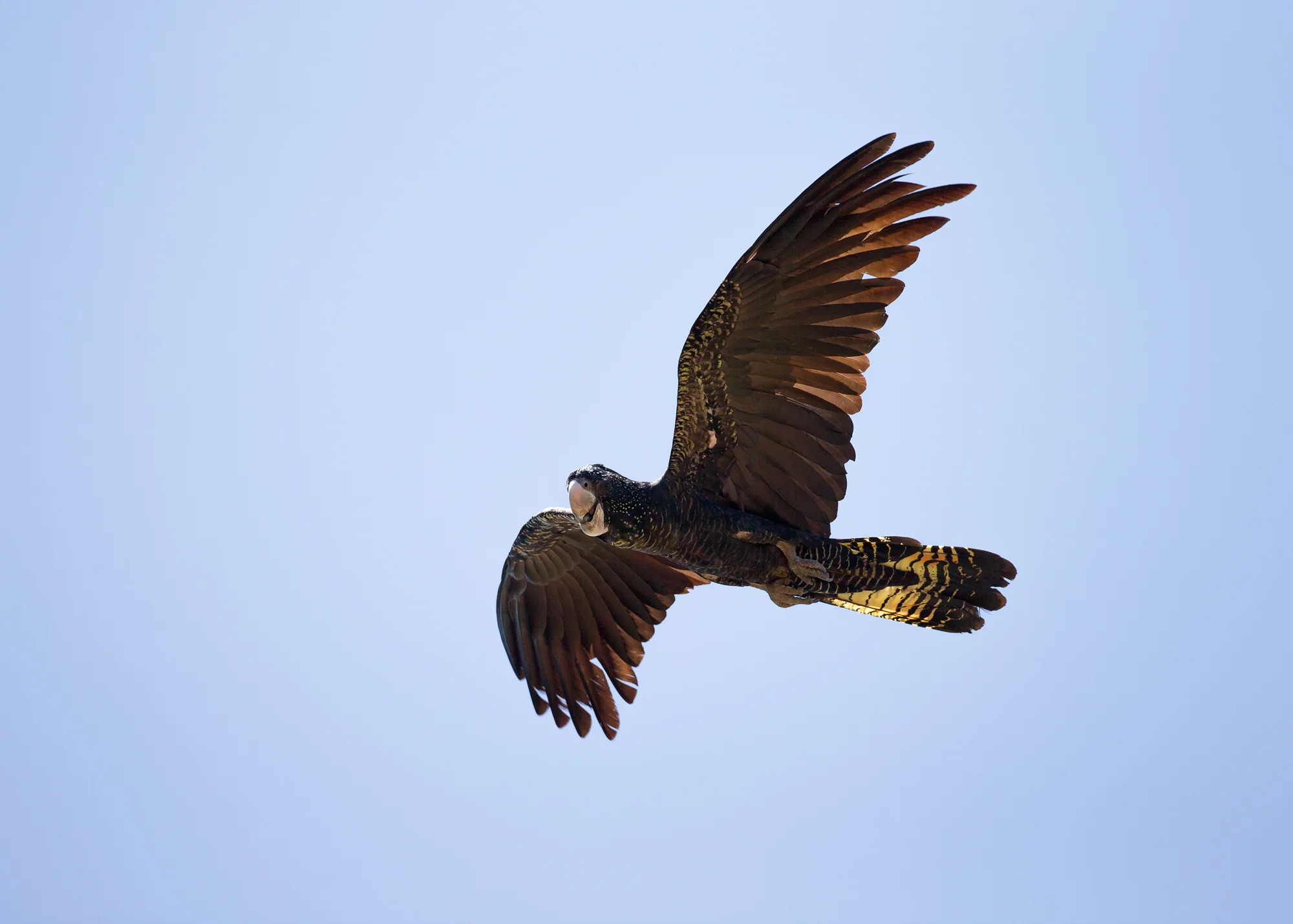 Red-tailed Black Cockatoo, NT Nov 2014