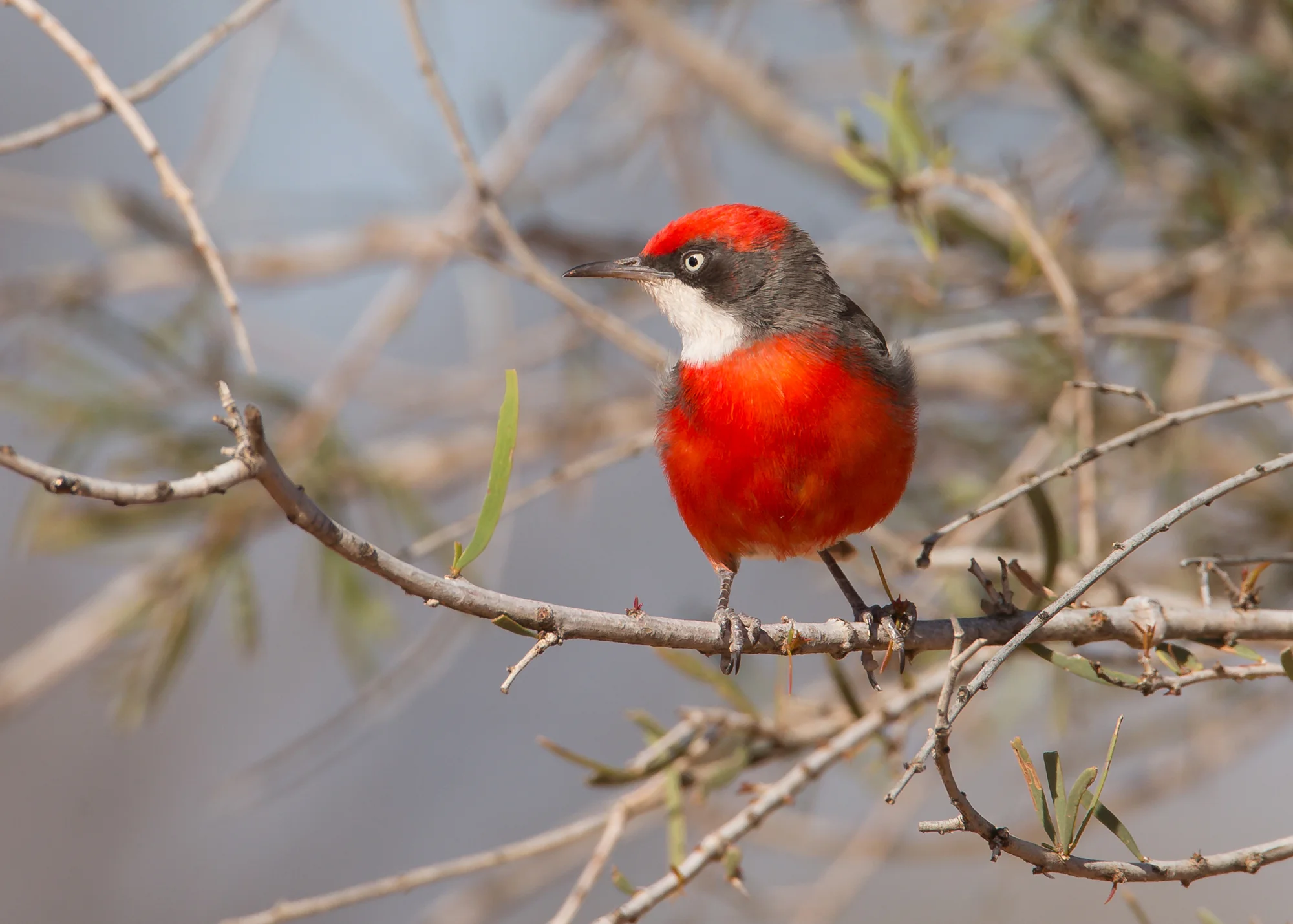 Crimson Chat, Redbank Creek NT Oct 2014