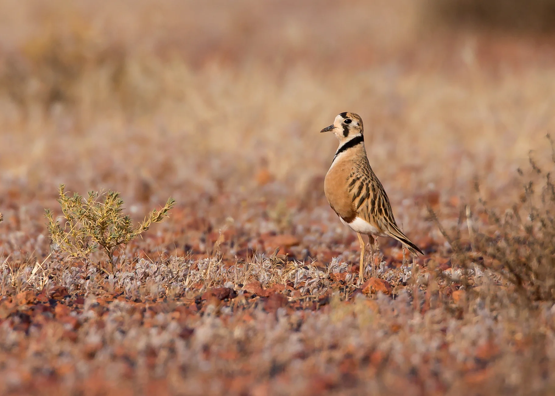 Inland Dotterel, Erldunda NT Sep 2014