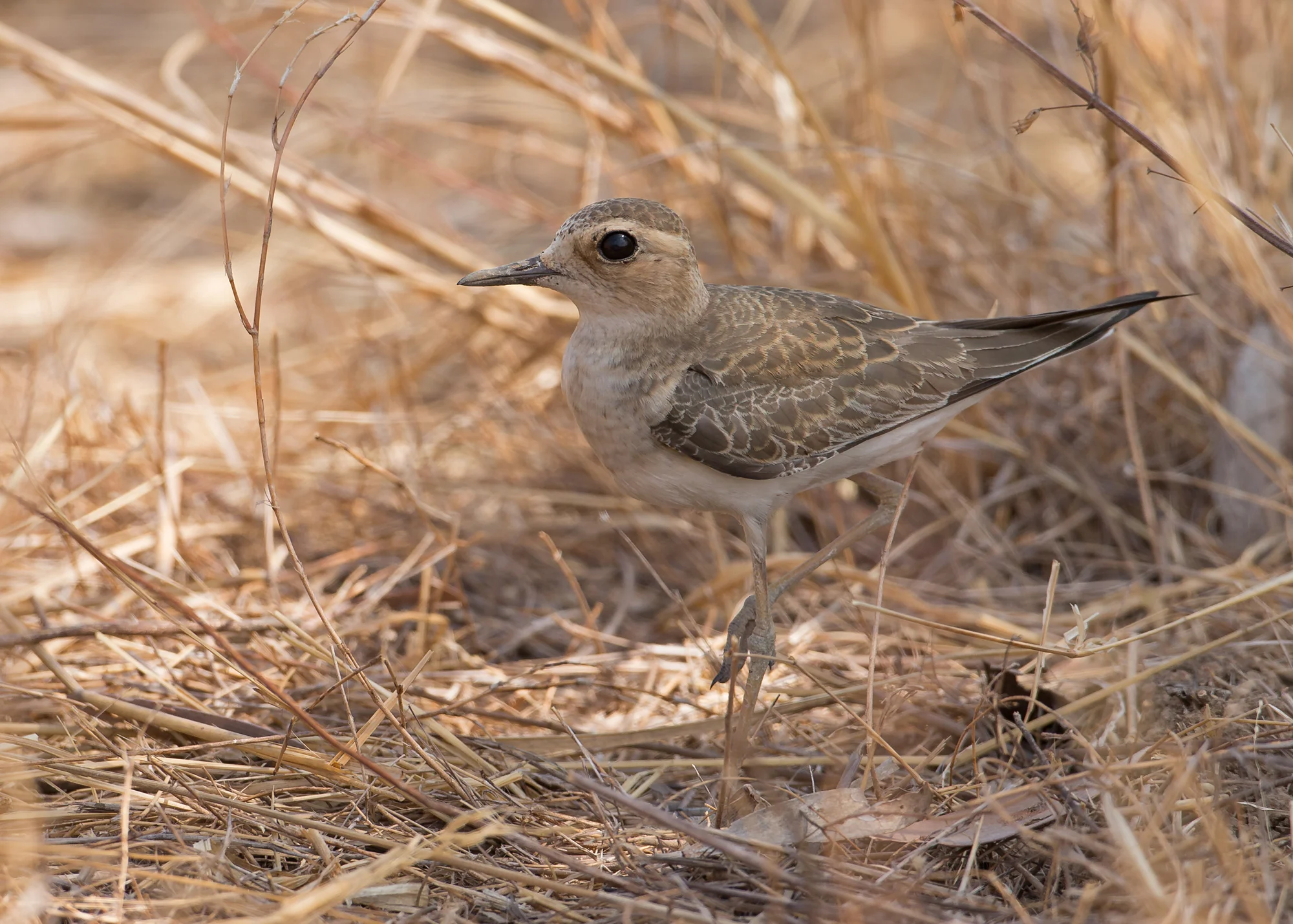 Oriental Plover, Katherine NT Oct 2014