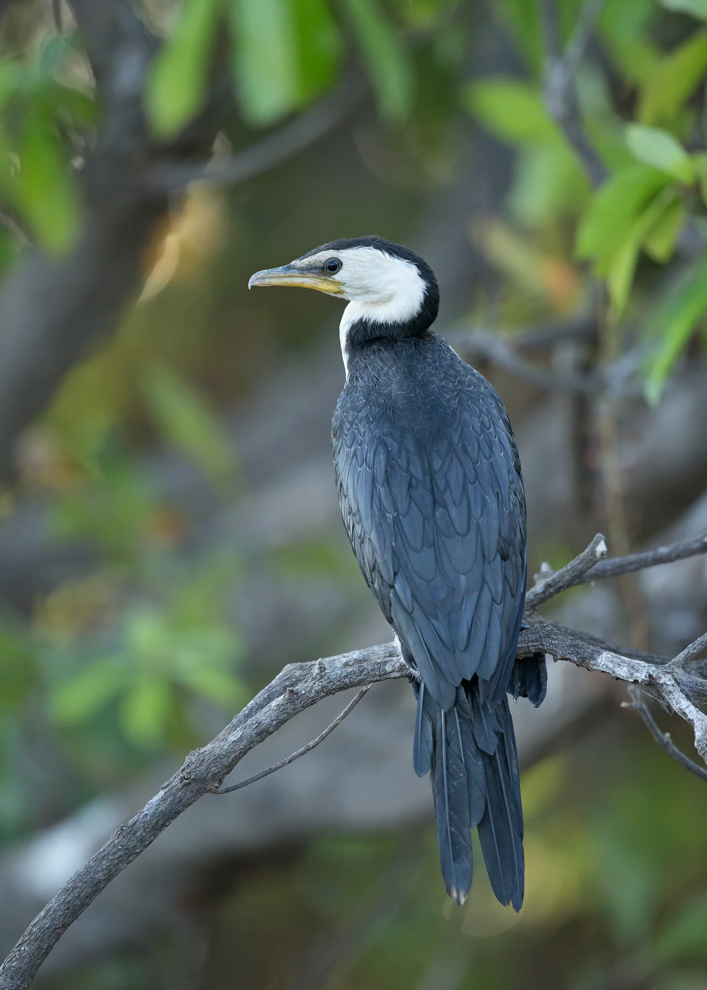 Little Pied Cormorant, NT Oct 2014