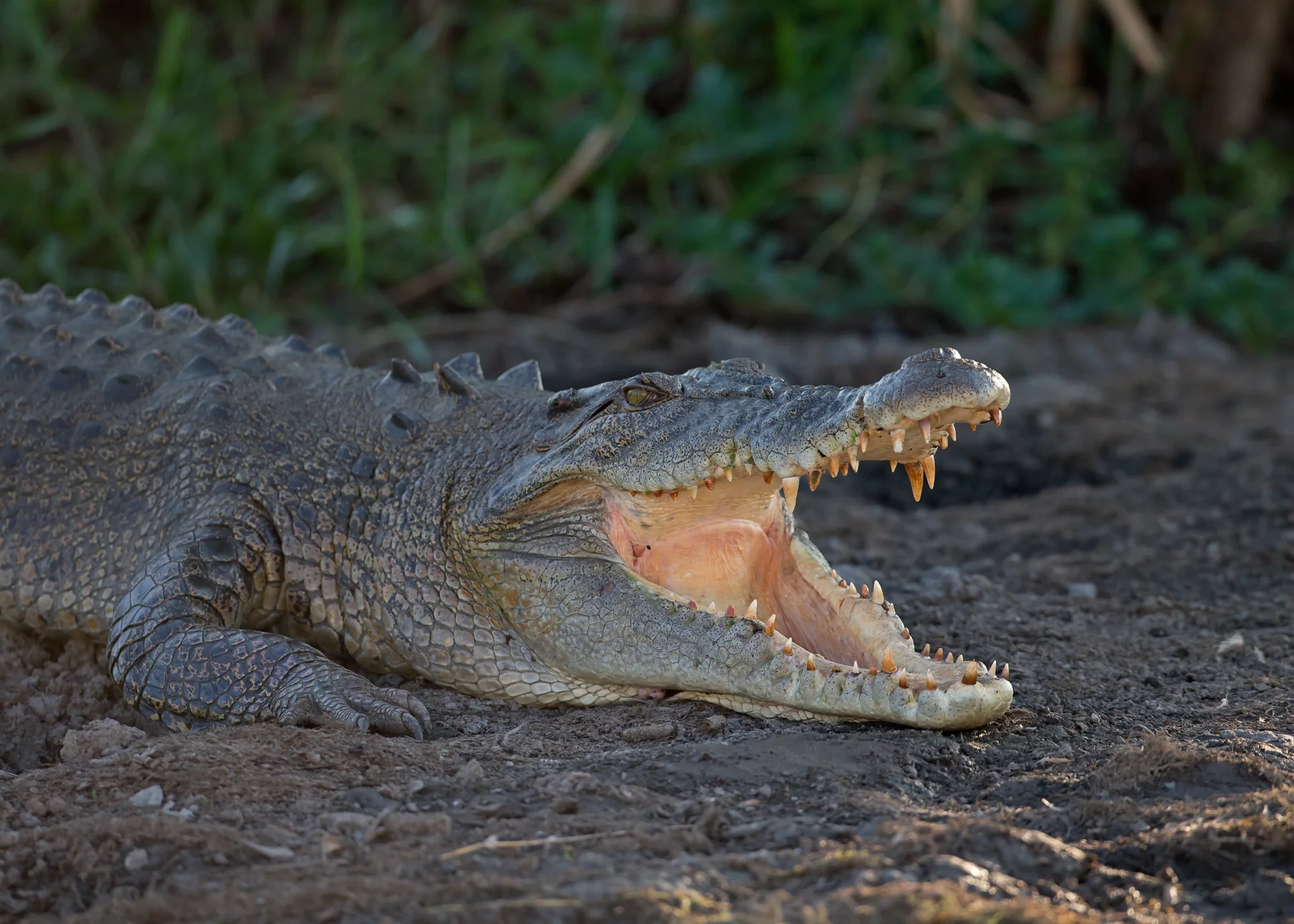 Estuarine Crocodile, NT Oct 2014