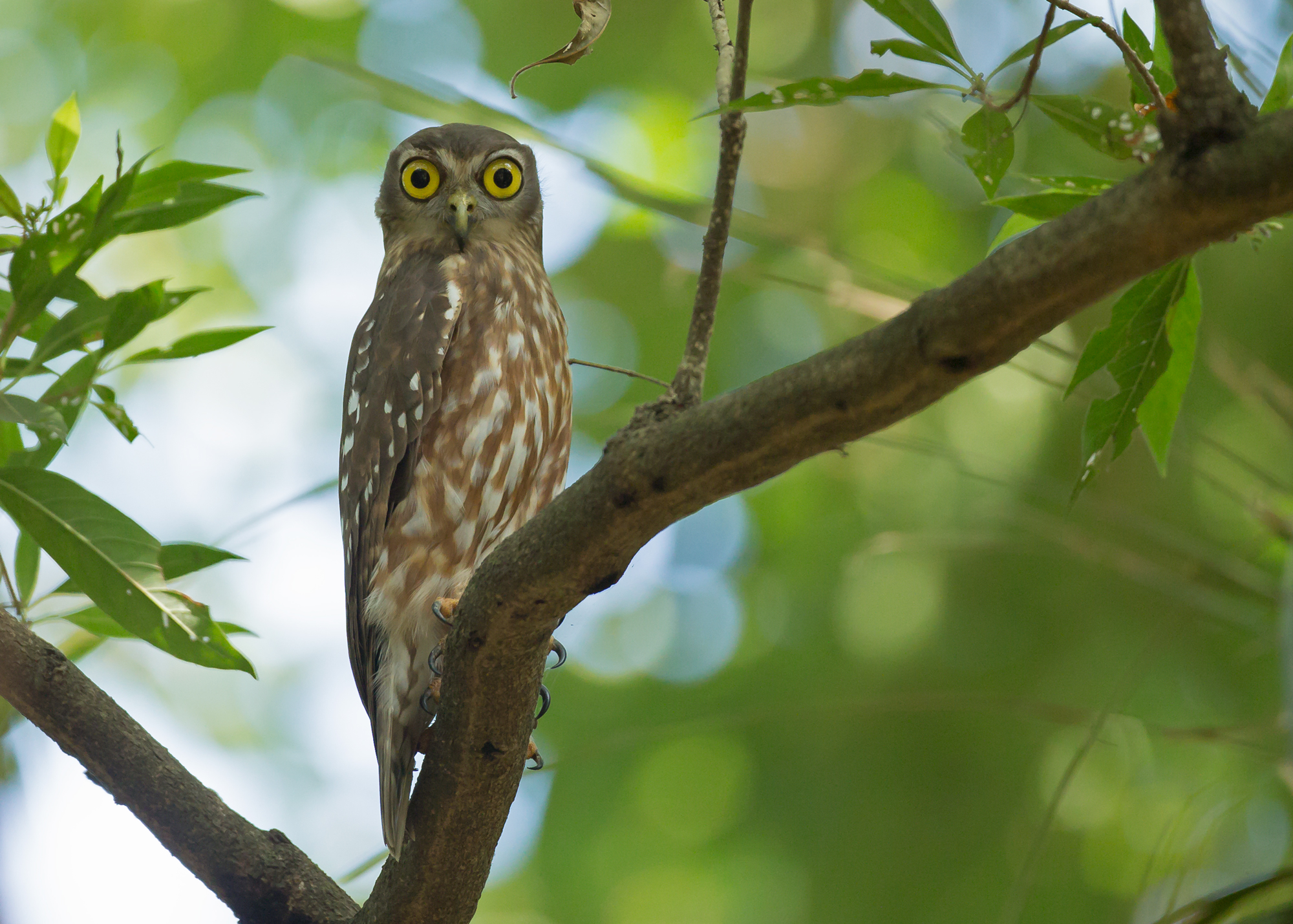 Barking Owl, Darwin NT Oct 2014