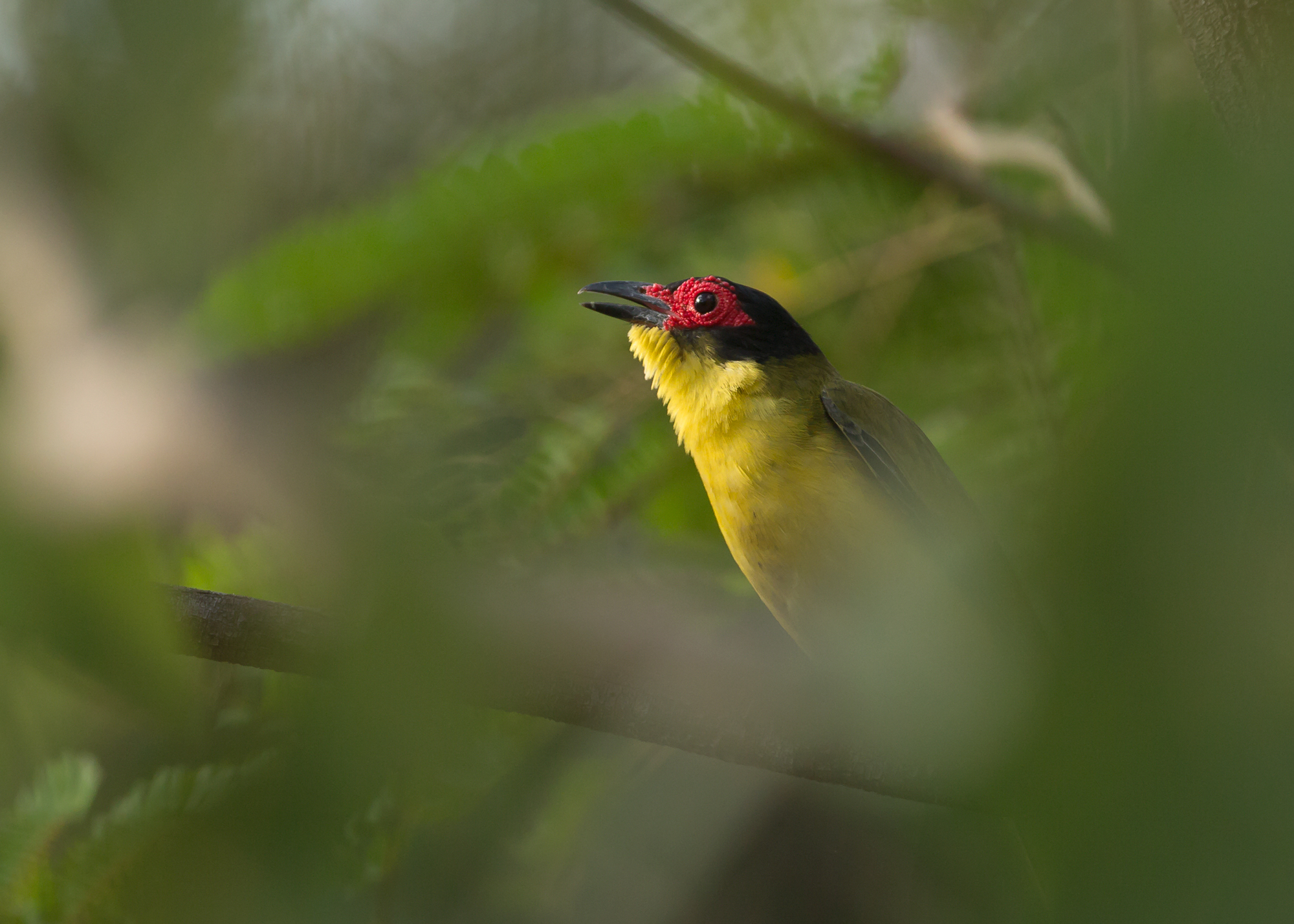 Figbird, Darwin NT Oct 2014
