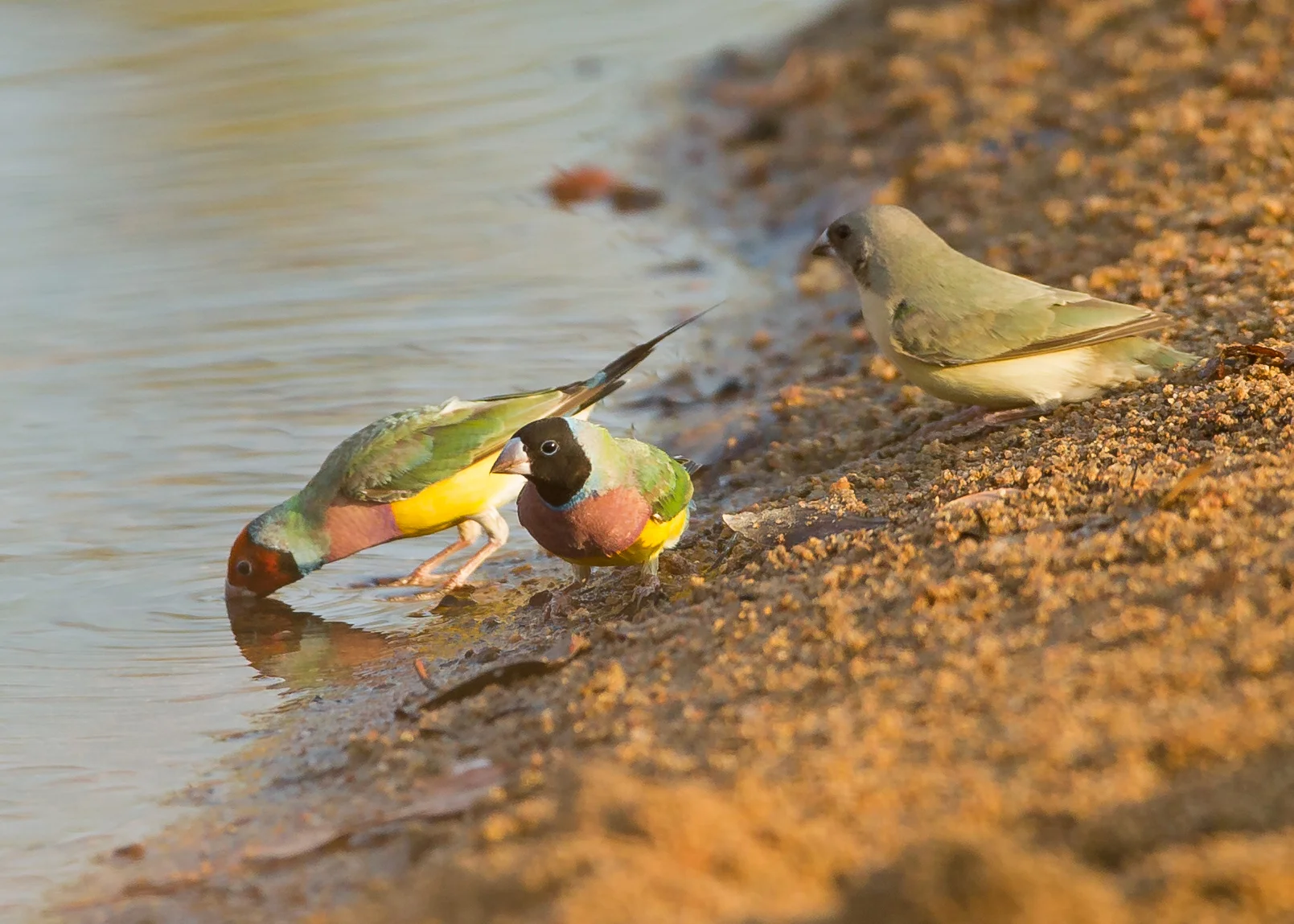 Gouldian Finch, Fergusson River NT Oct 2014