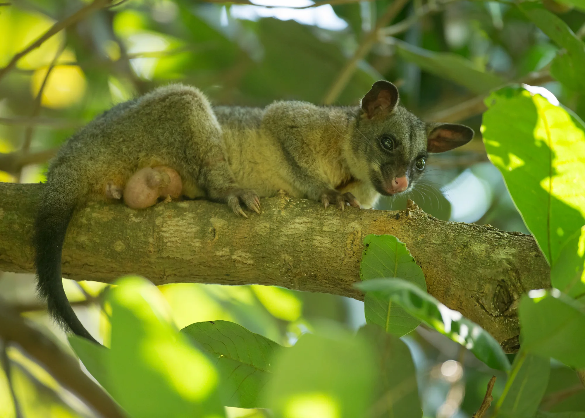 AN6V6165-Brush-tailed-Possum.jpg