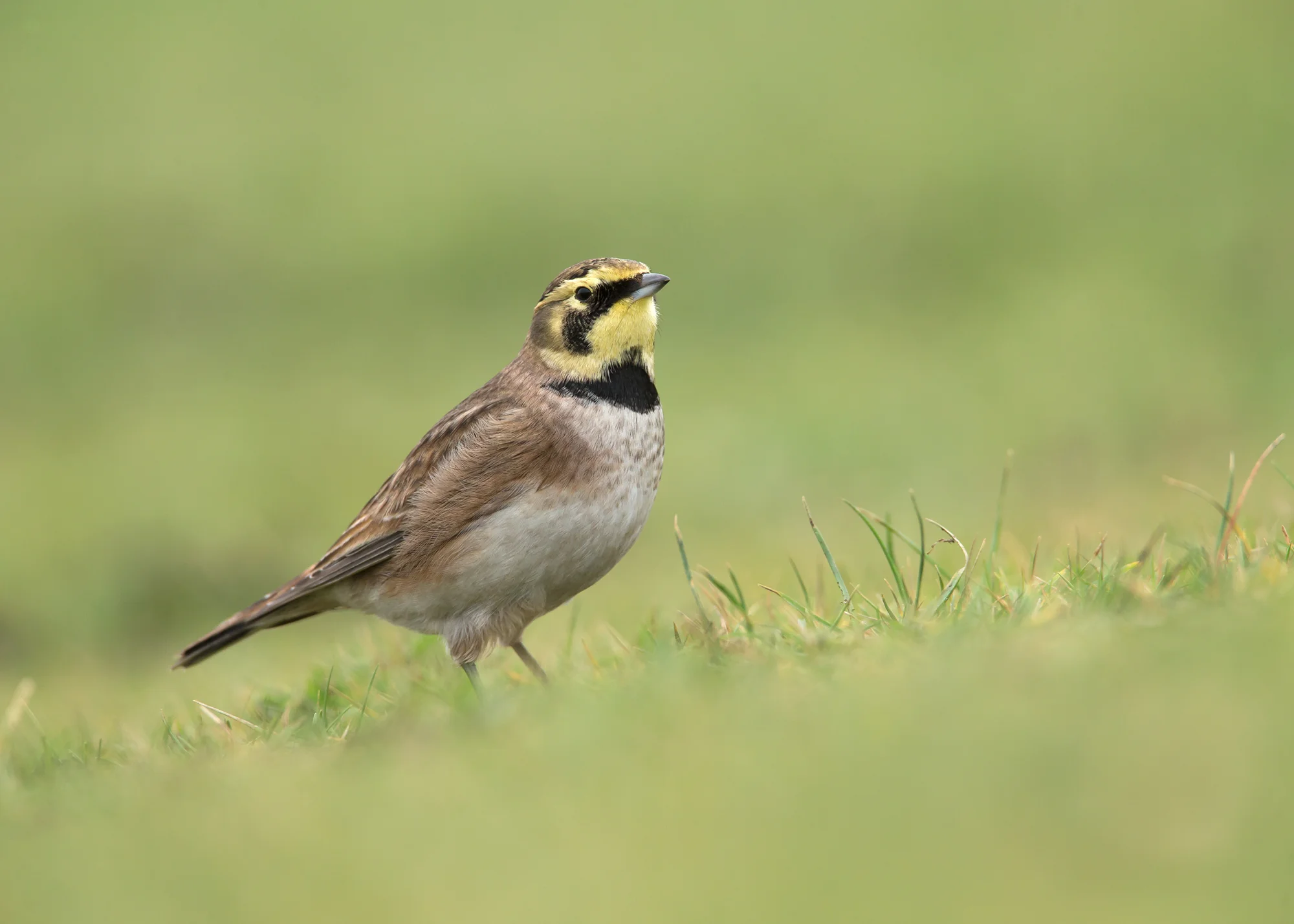Shore Lark, Rossall Point, Fleetwood