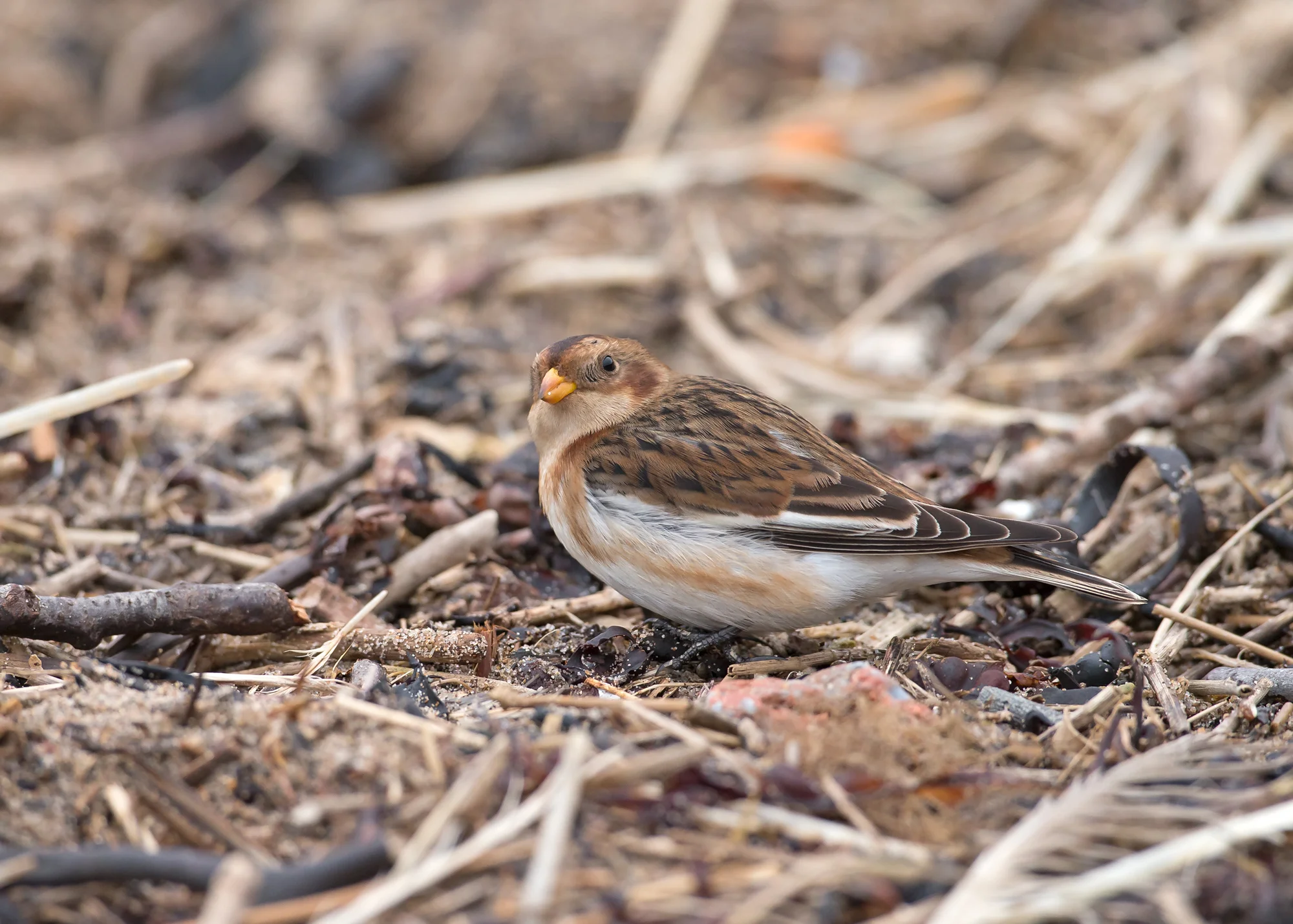 Snow Bunting, Rossall Point, Fleetwood