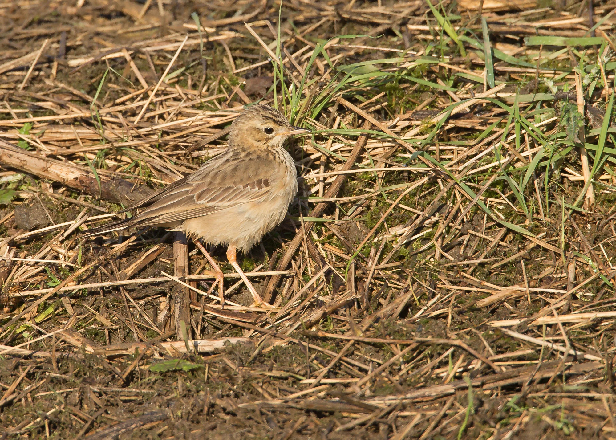 Blyth's Pipit, Wakefield, January 2015