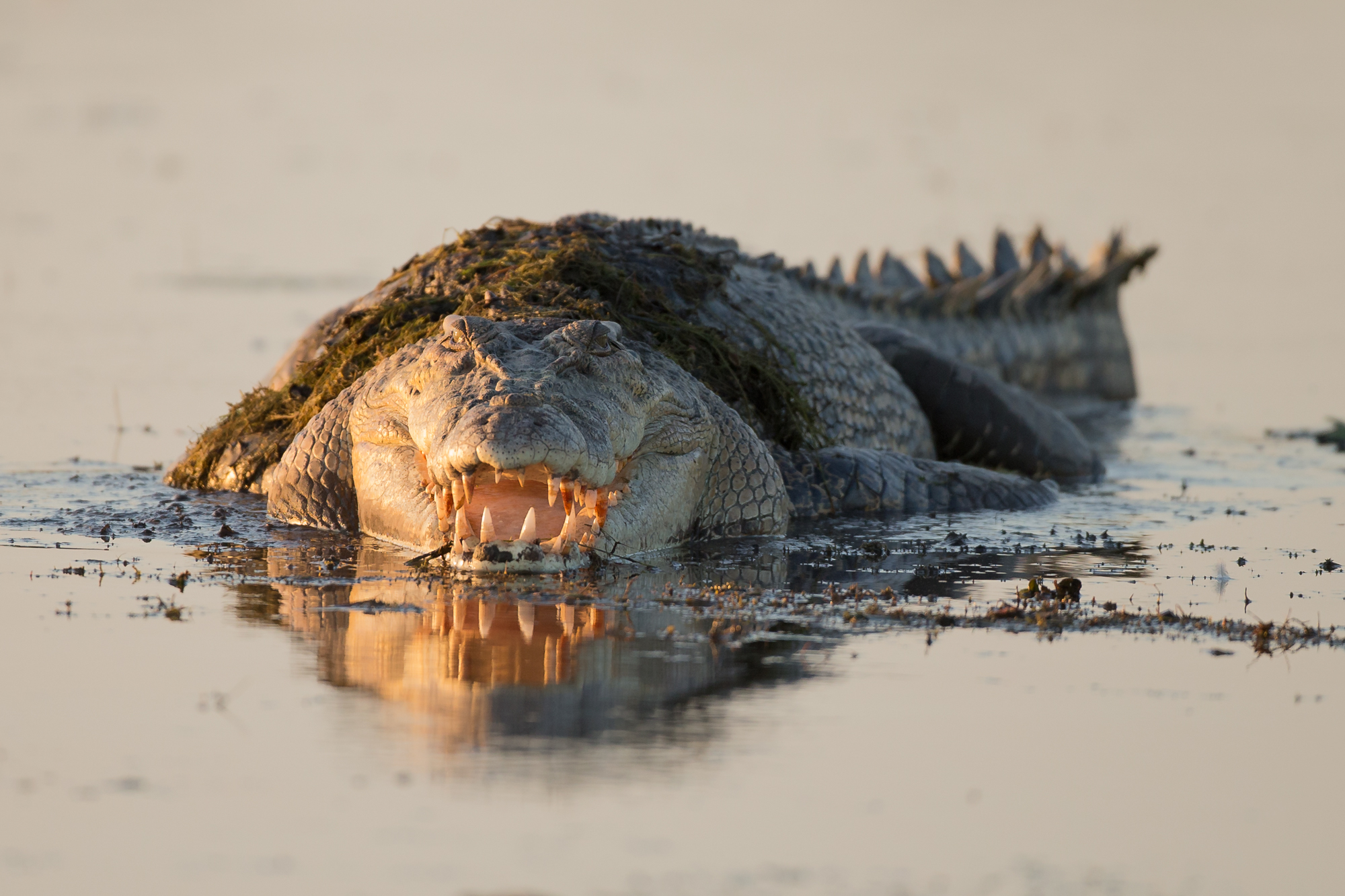 Estuarine Crocodile, NT, Sep 2014