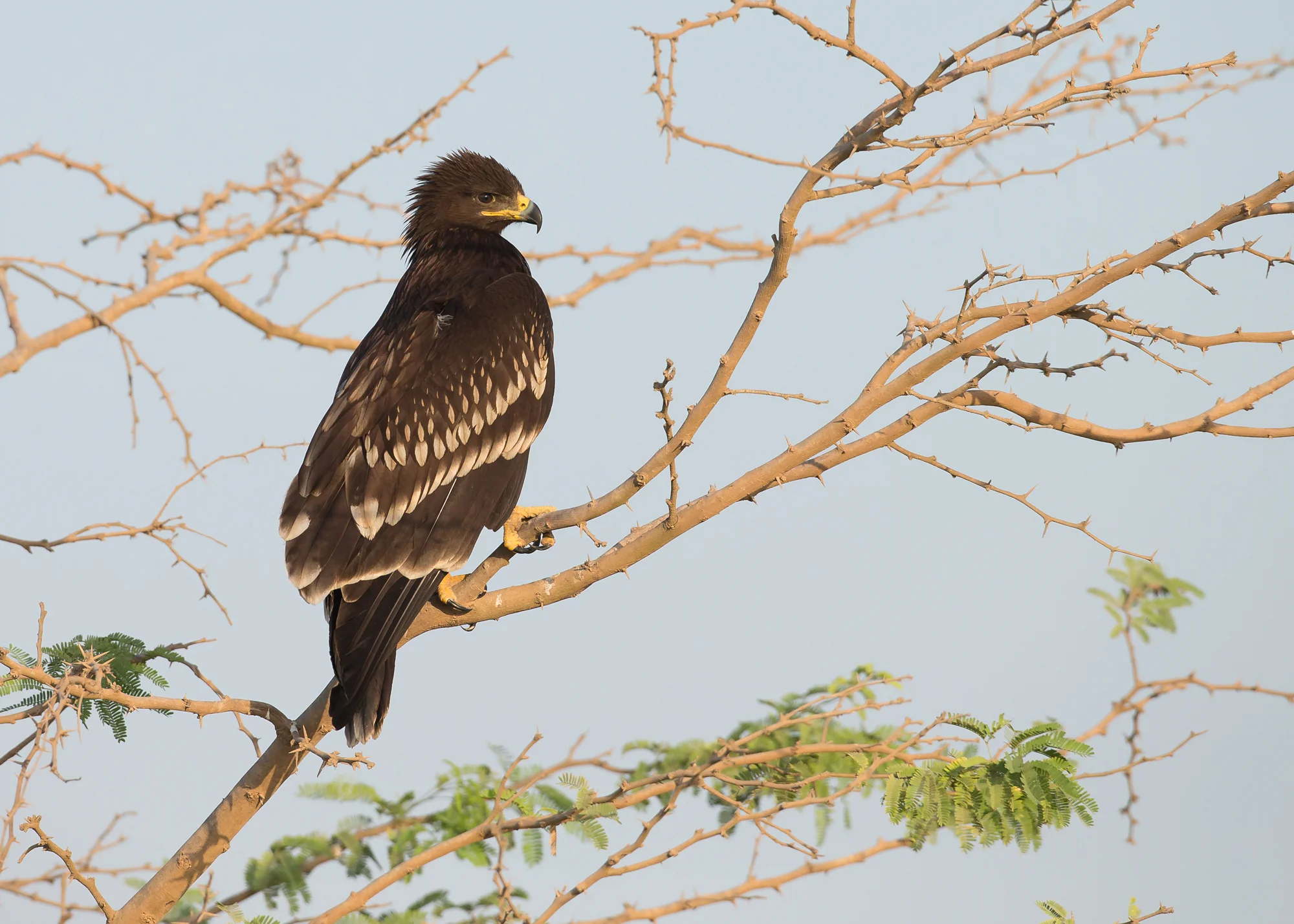 Greater Spotted Eagle, Salalah, Oman. Nov 2014