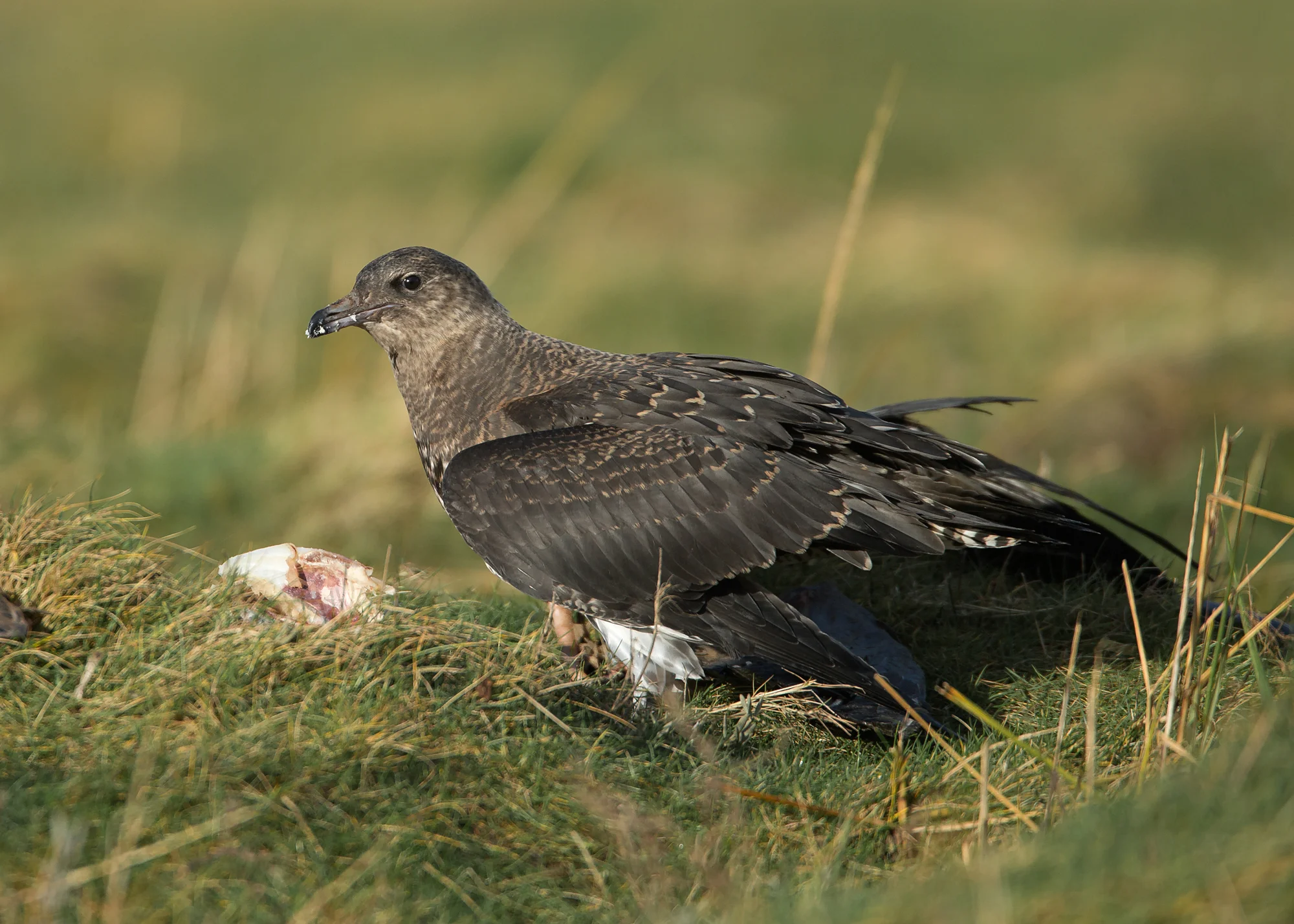 Pomarine Skua, Cocker's Dyke, Lancashire