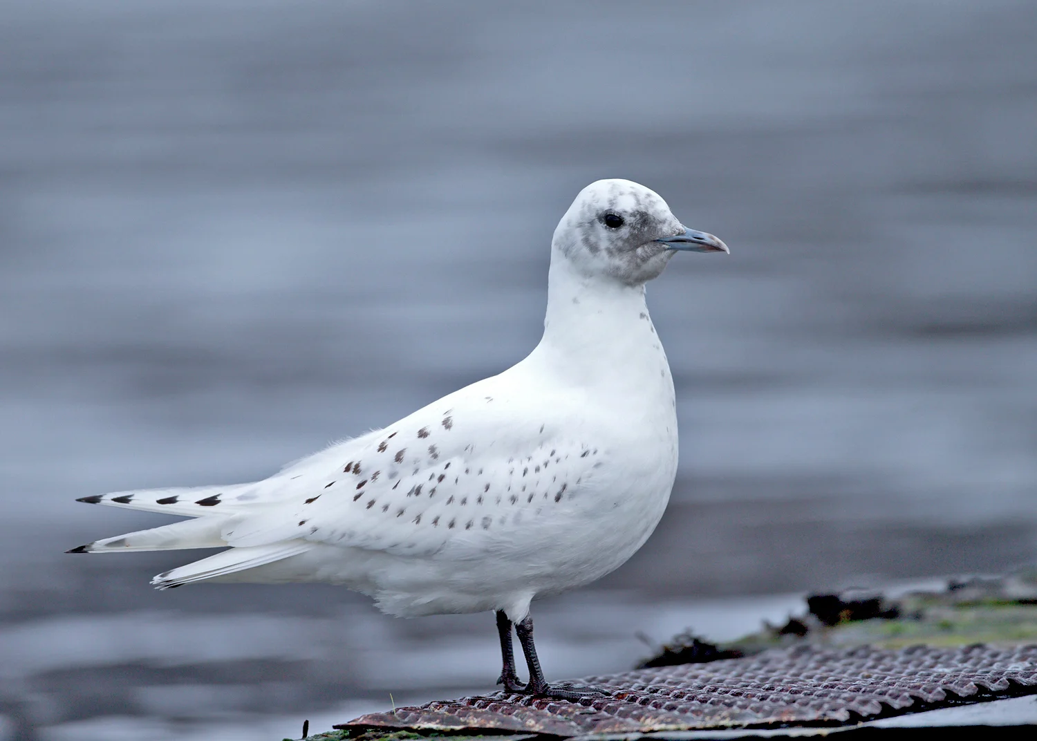 Ivory Gull, Ardmair January 2015