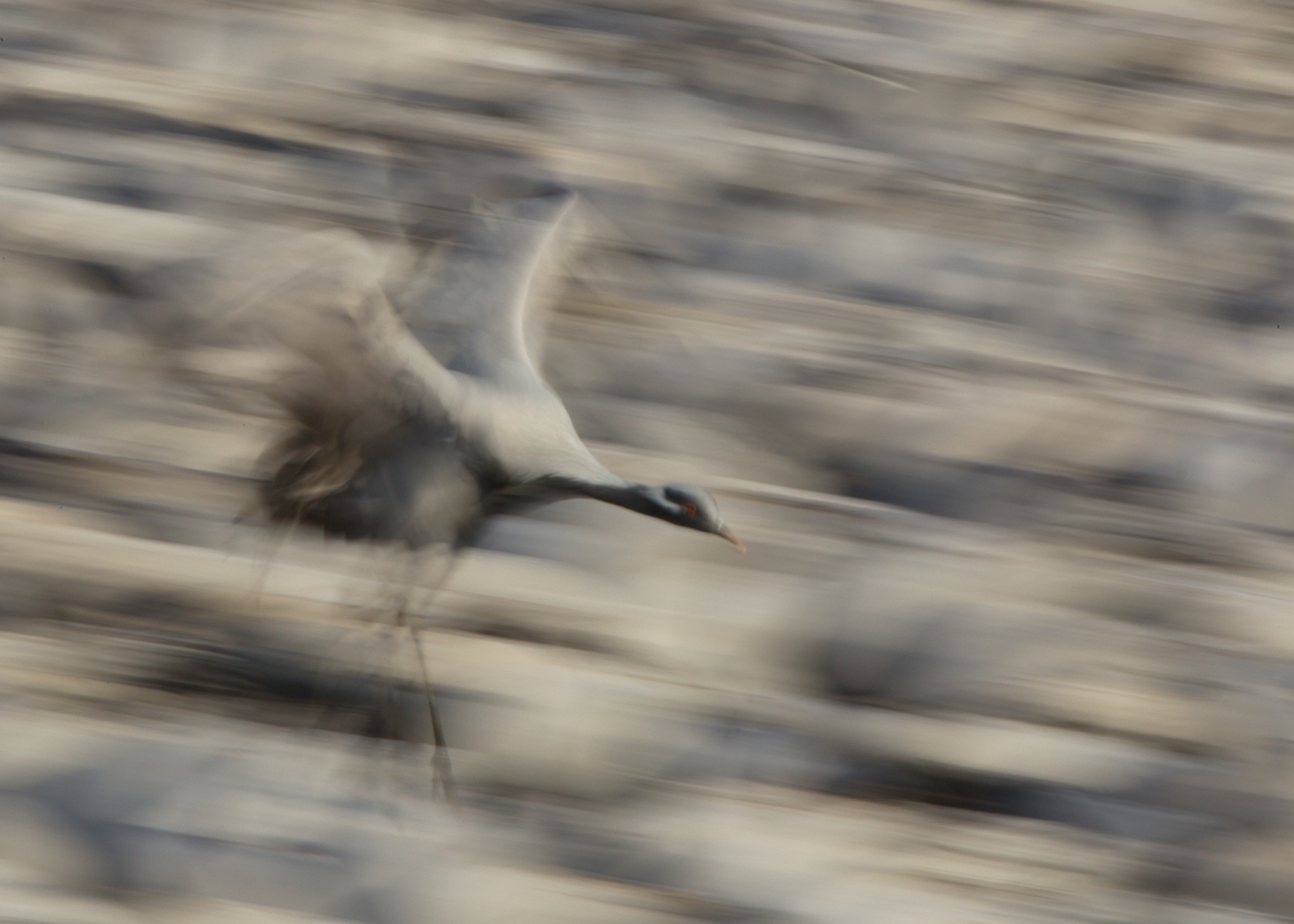 Demoiselle Crane, Khichan, India. Feb 2015