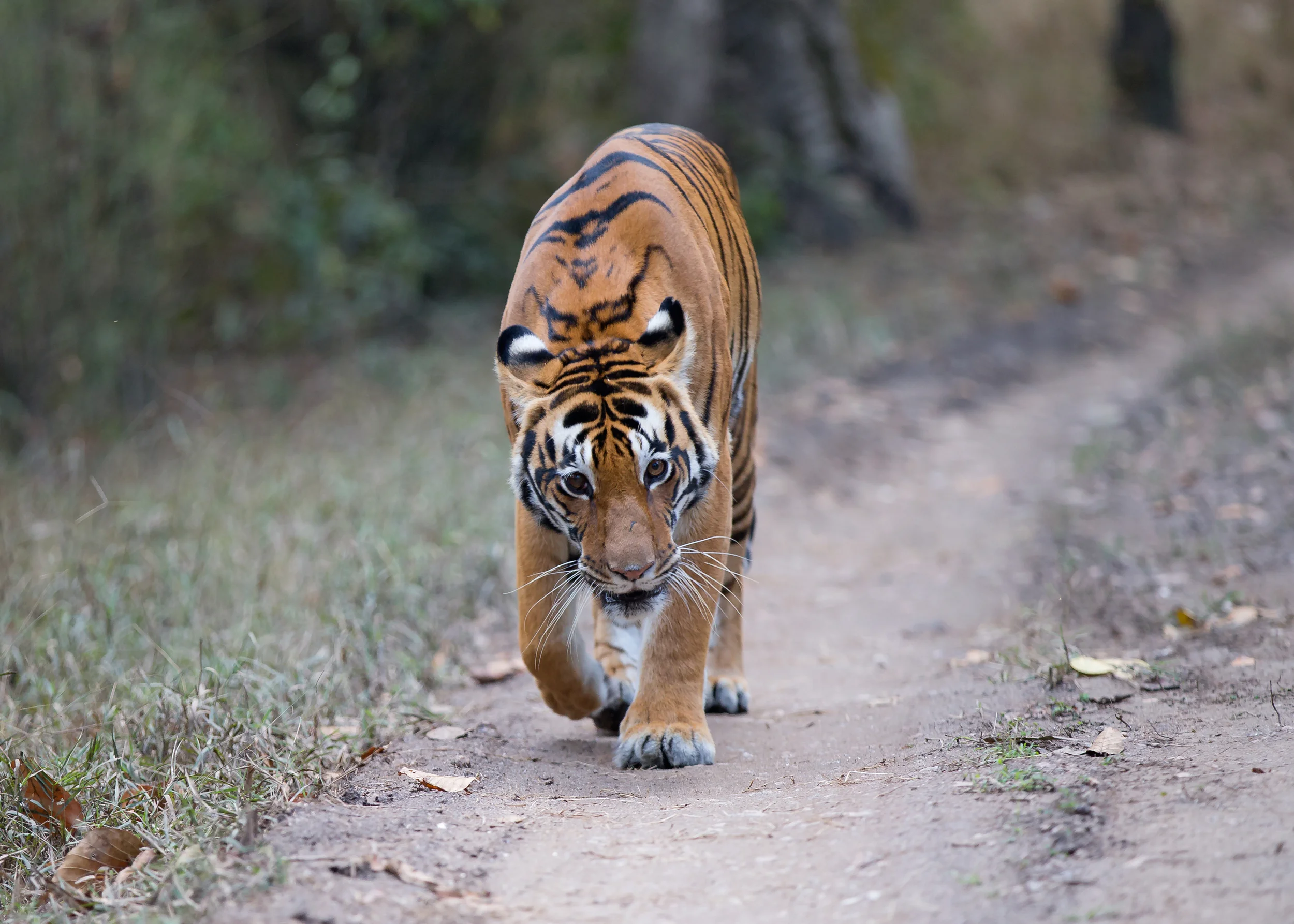 Bengal Tiger, Kanha NP, India. Feb 2015