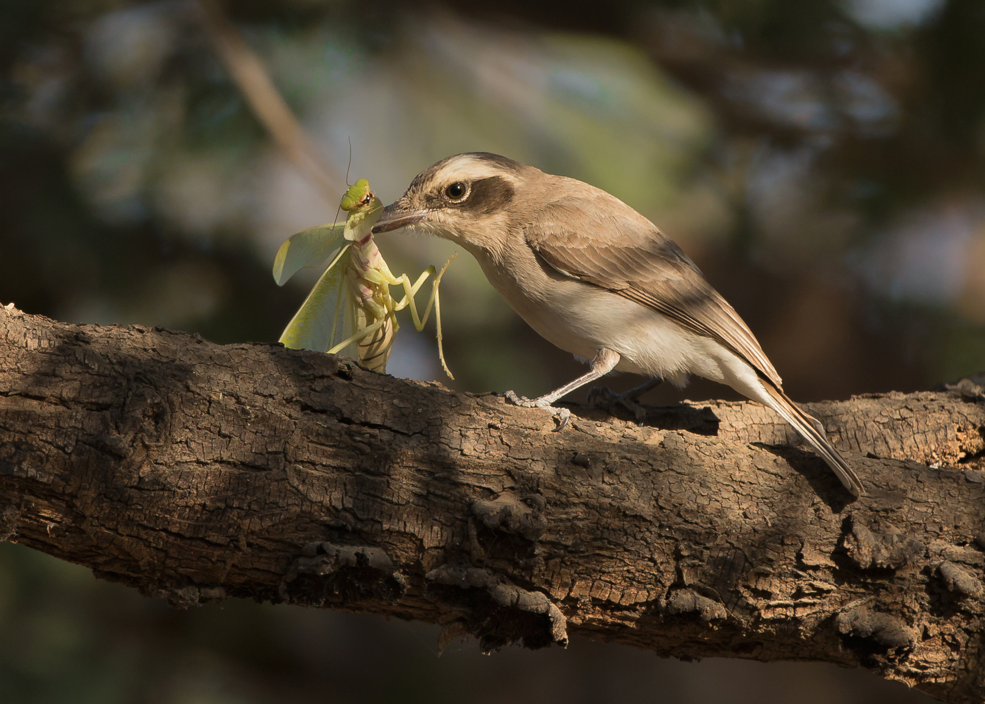 Common Woodshrike vs. mantis, Gir Forest NP, Jan 2015