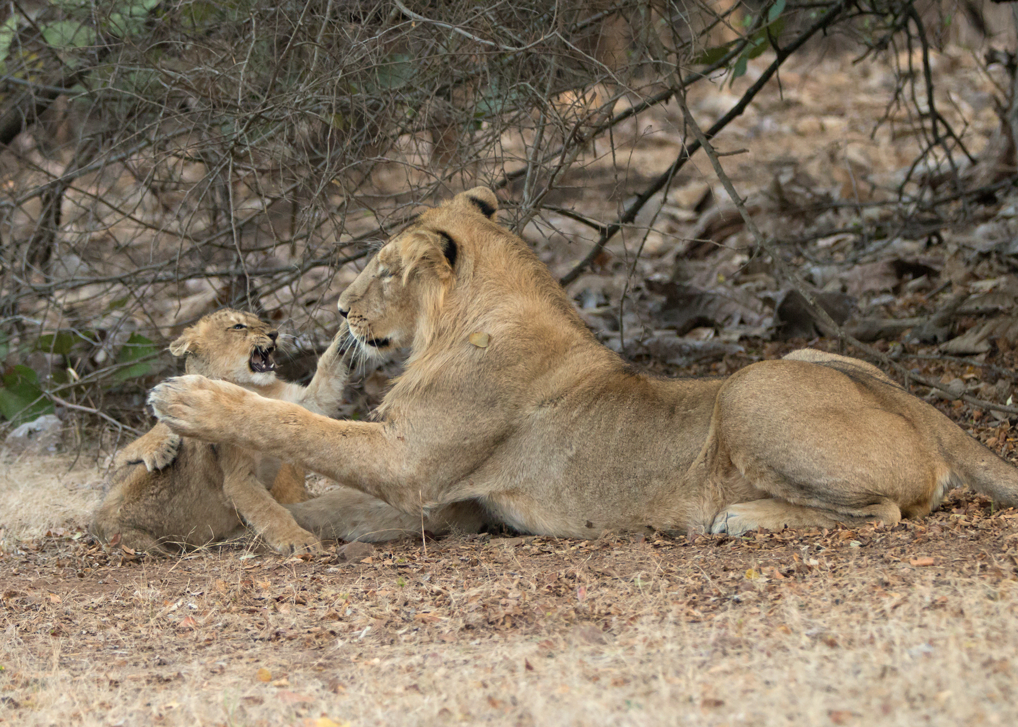 Asiatic Lion, Gir Forest NP Jan 2015