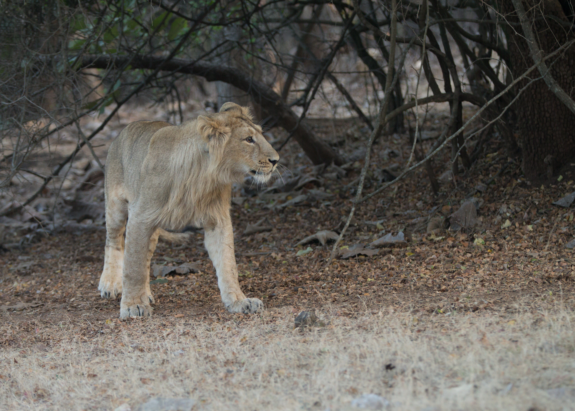 Asiatic Lion, Gir Forest NP Jan 2015
