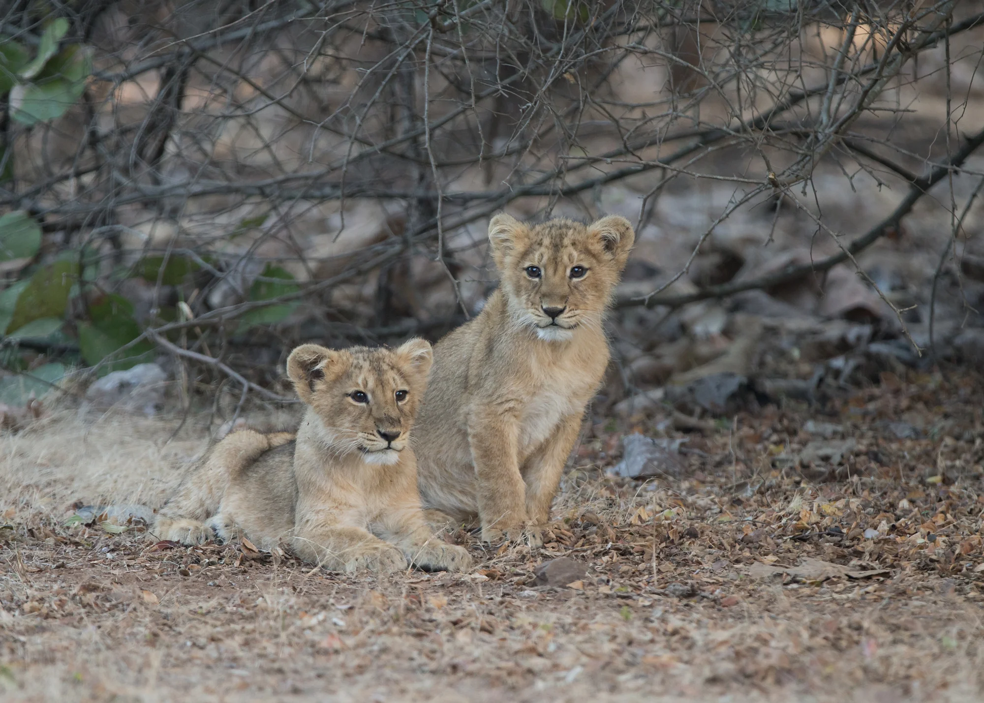Asiatic Lion, Gir Forest NP Jan 2015