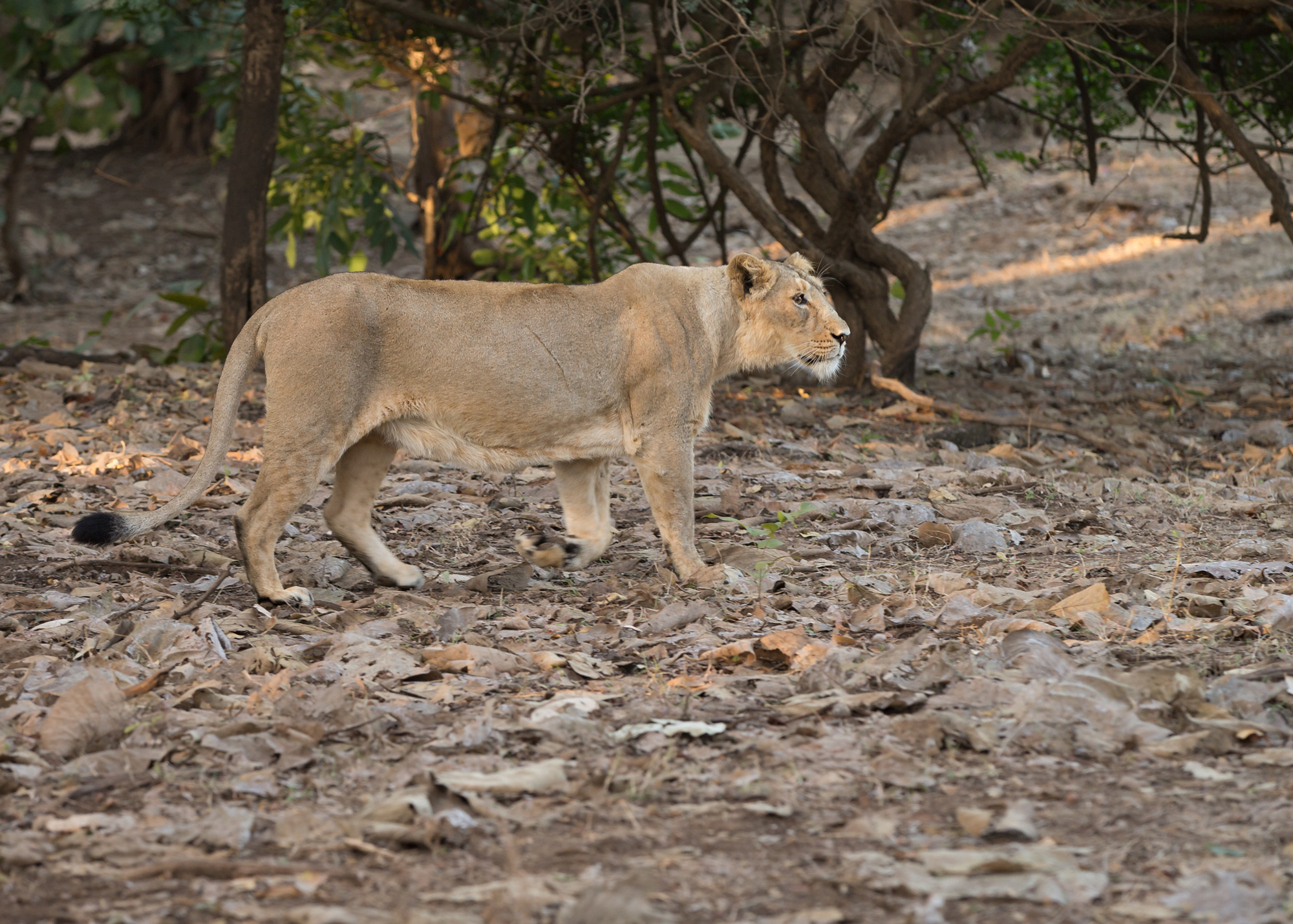 Asiatic Lion, Gir Forest NP Jan 2015