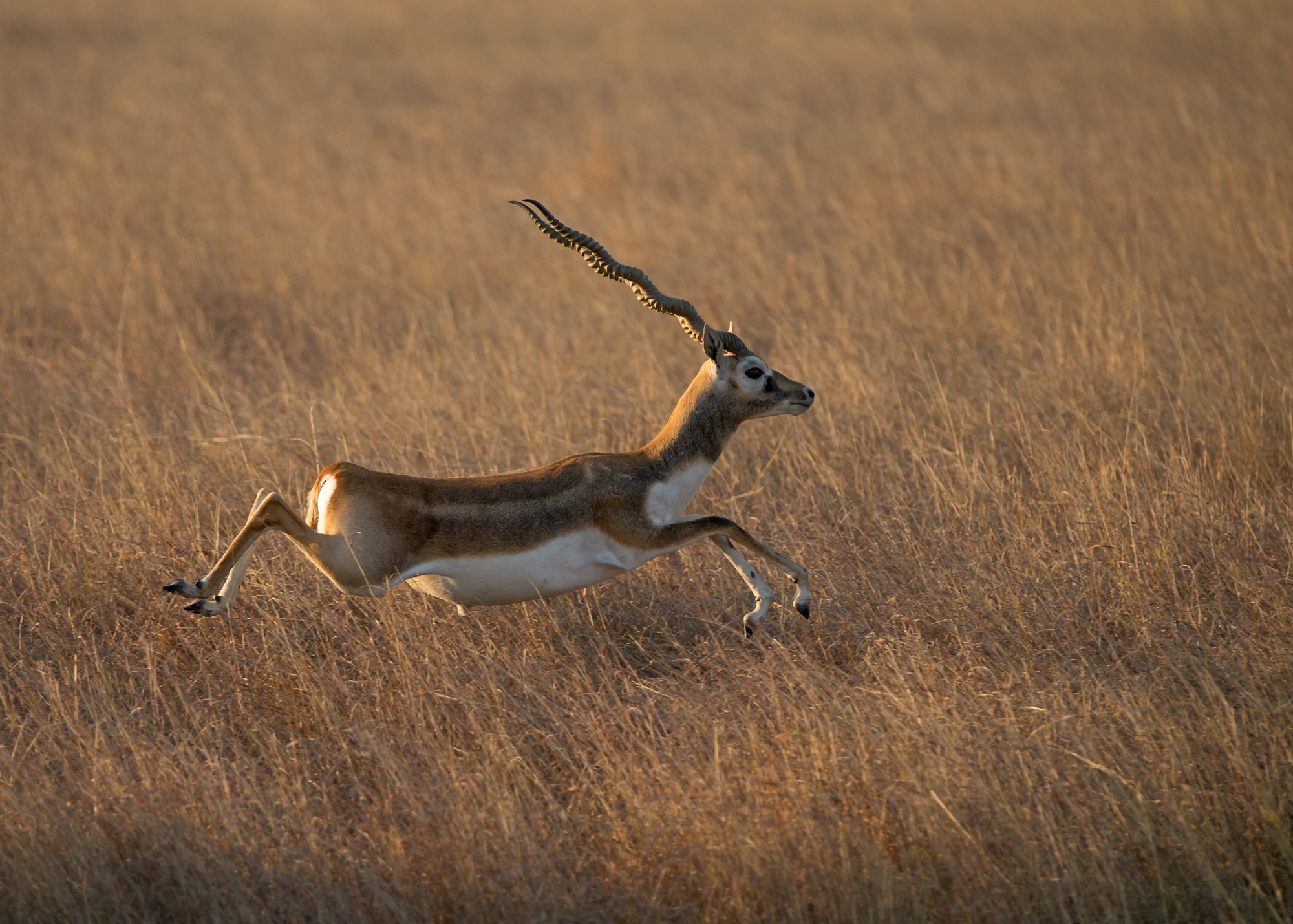 Blackbuck, Blackbuck NP Feb 2015