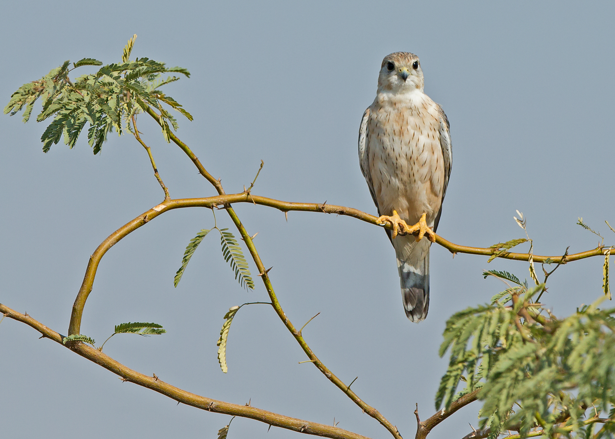 Steppe Merlin, Little Rann of Kutch Feb 2015