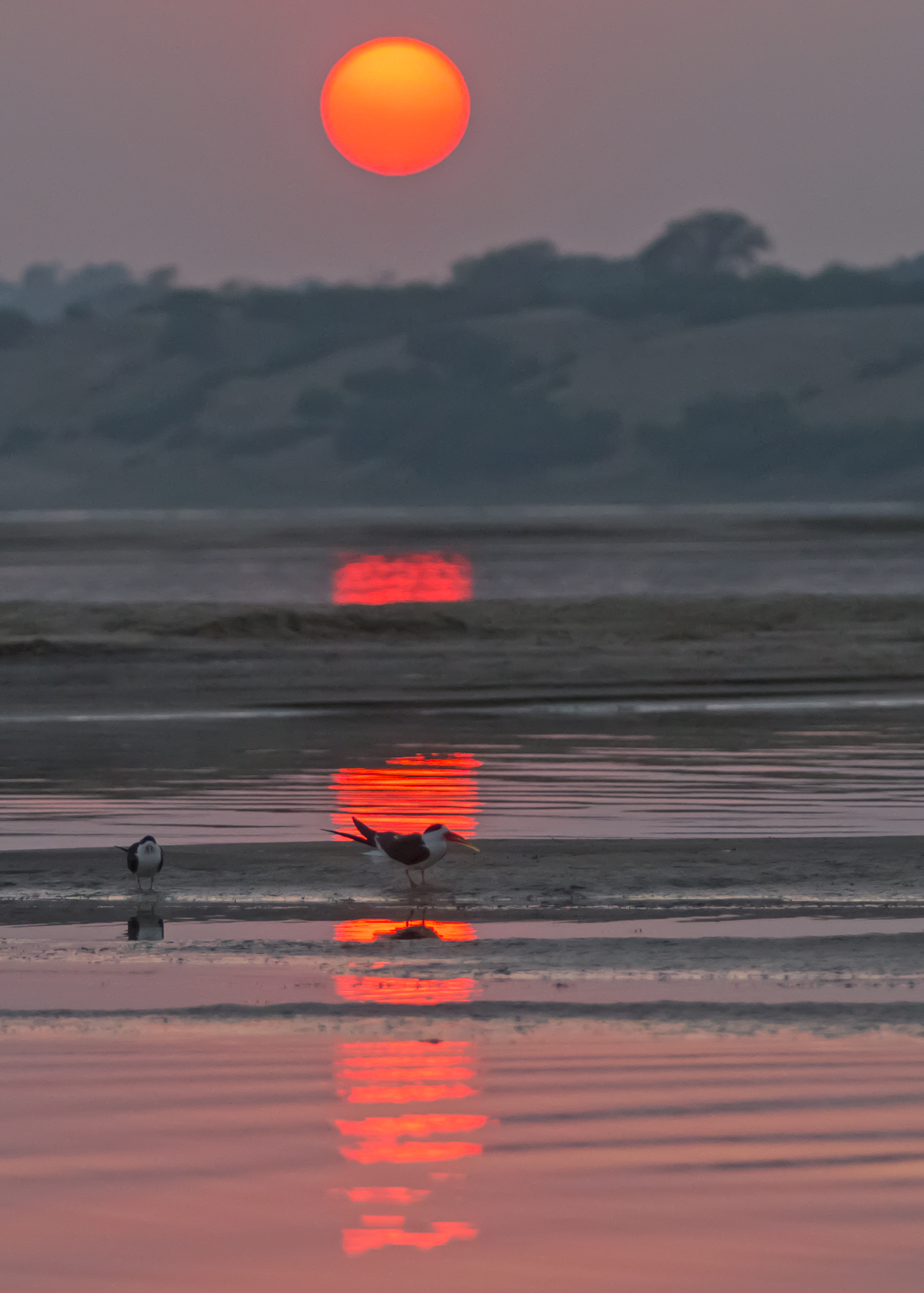Indian Skimmer, Chambal River, UP Feb 2015