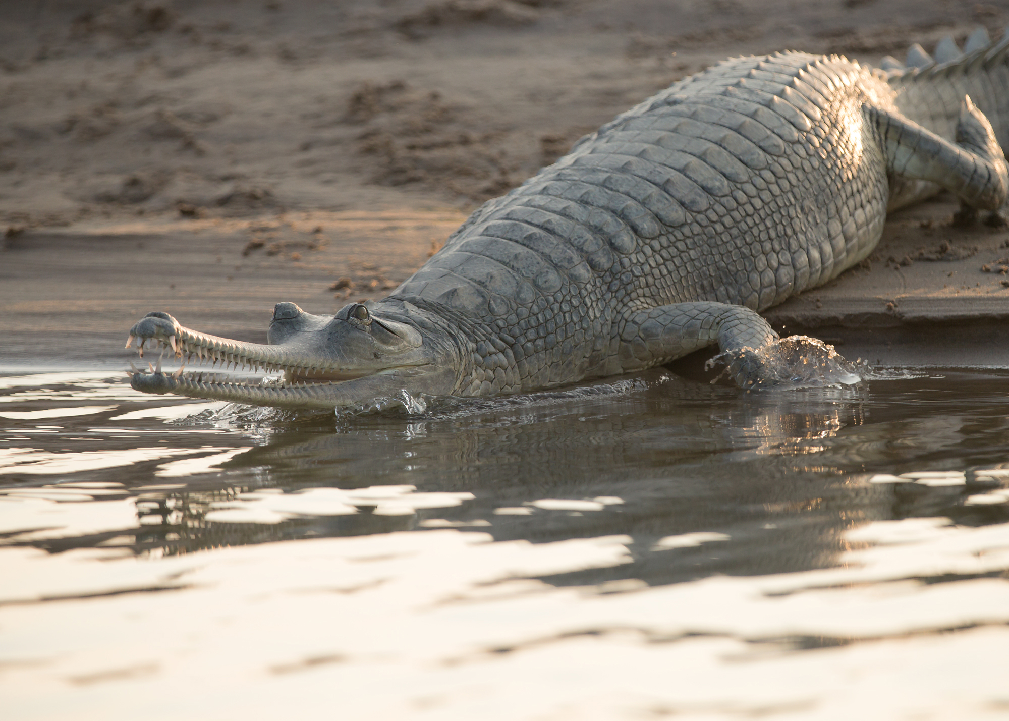 Gharial, Chambal River UP, Feb 2015