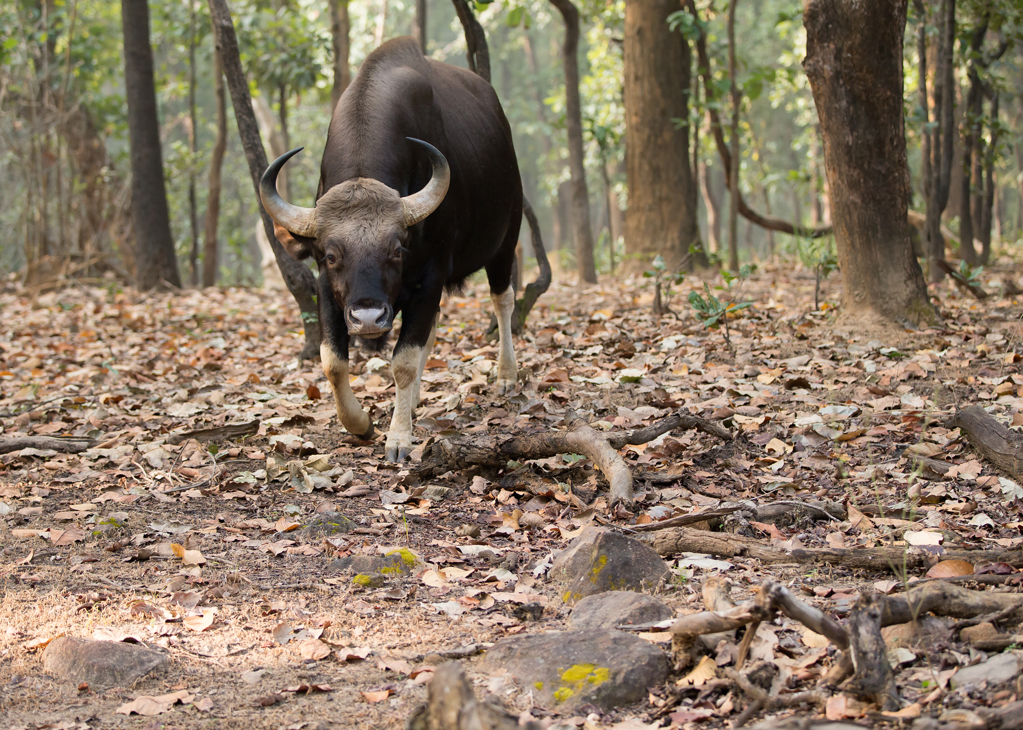 Gaur, Bandhavgarh NP, Feb 2015