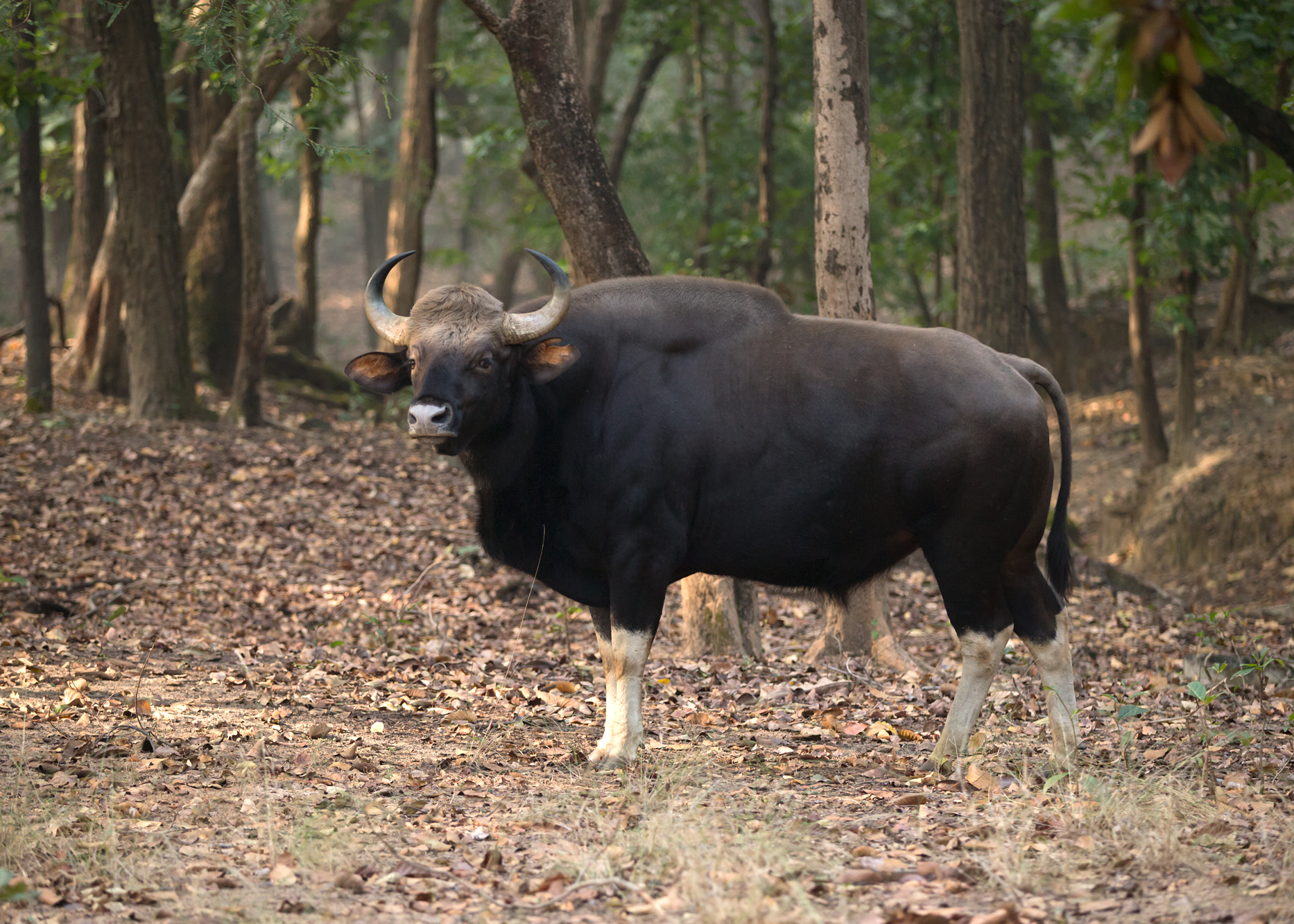 Gaur, Bandhavgarh NP, Feb 2015