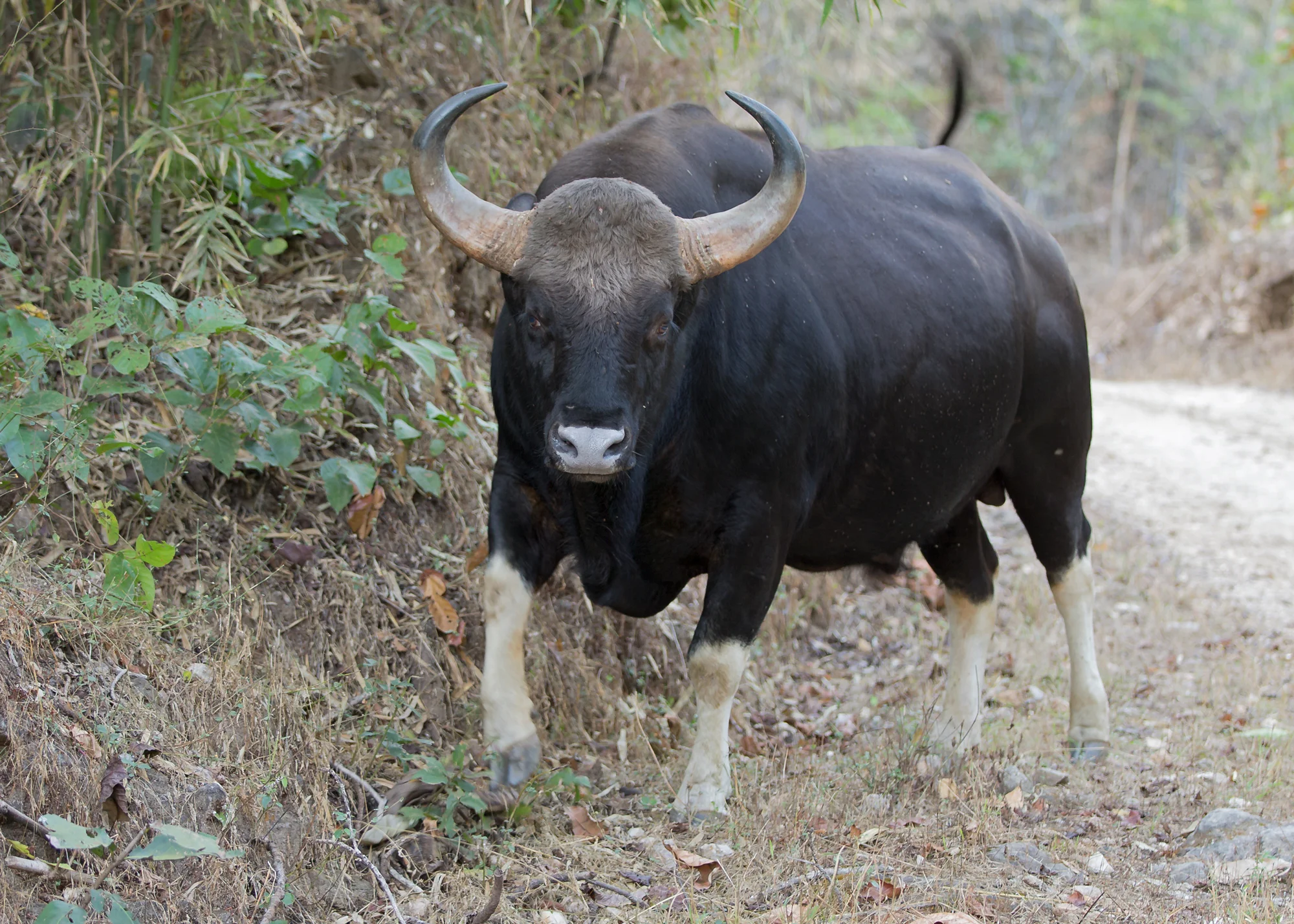 Gaur, Kanha NP, Feb 2015