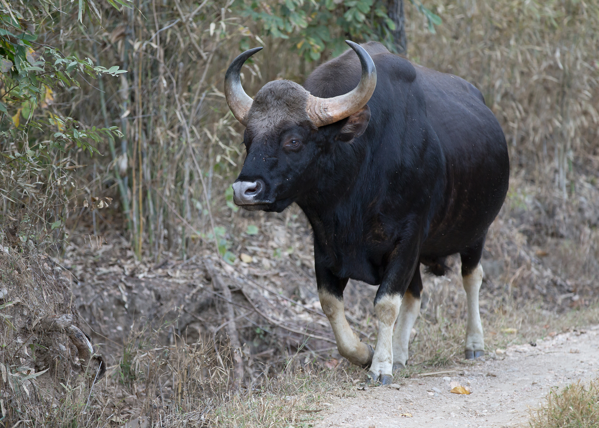 Gaur, Kanha NP, Feb 2015
