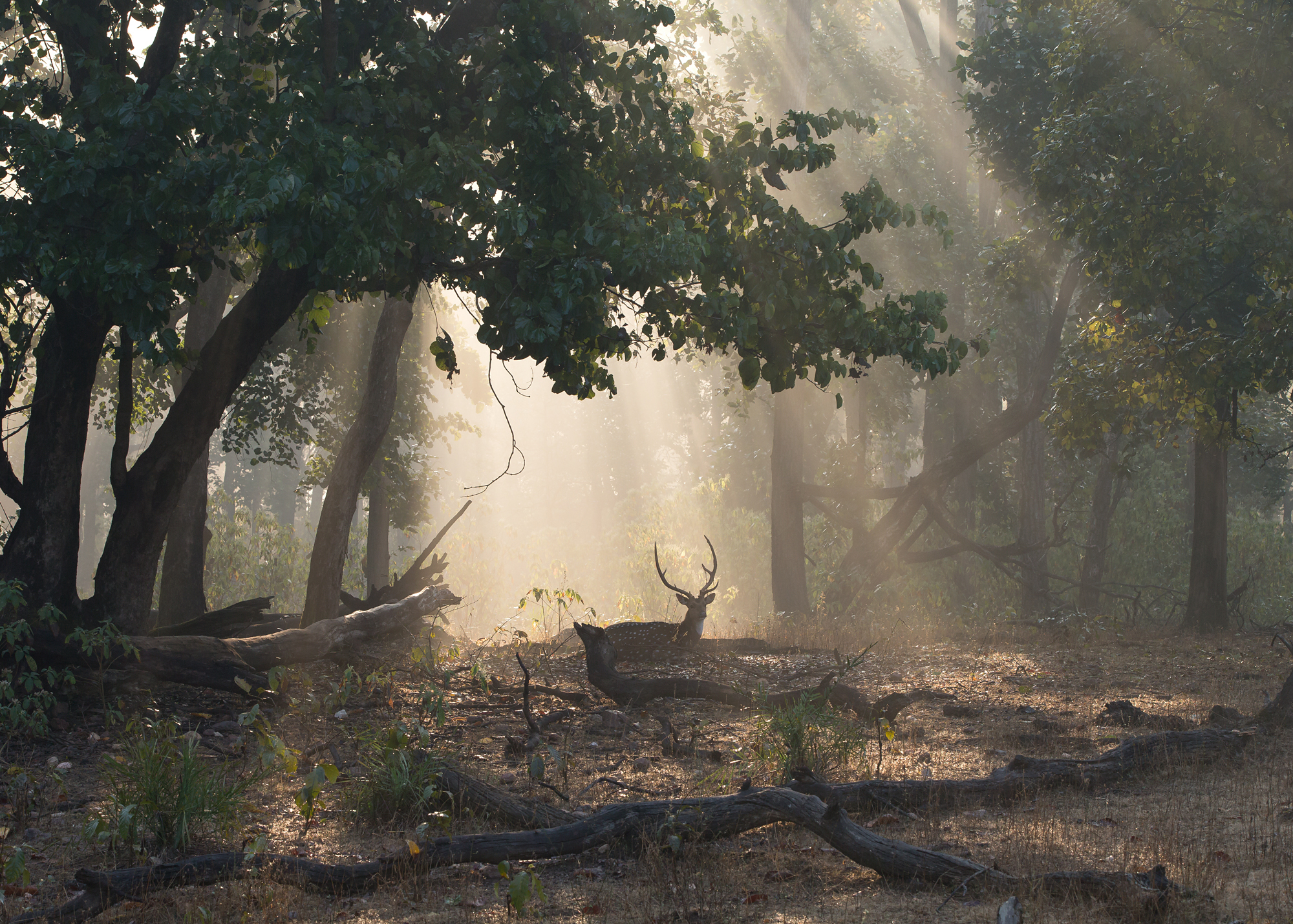 Spotted Deer, Kanha NP, Feb 2015