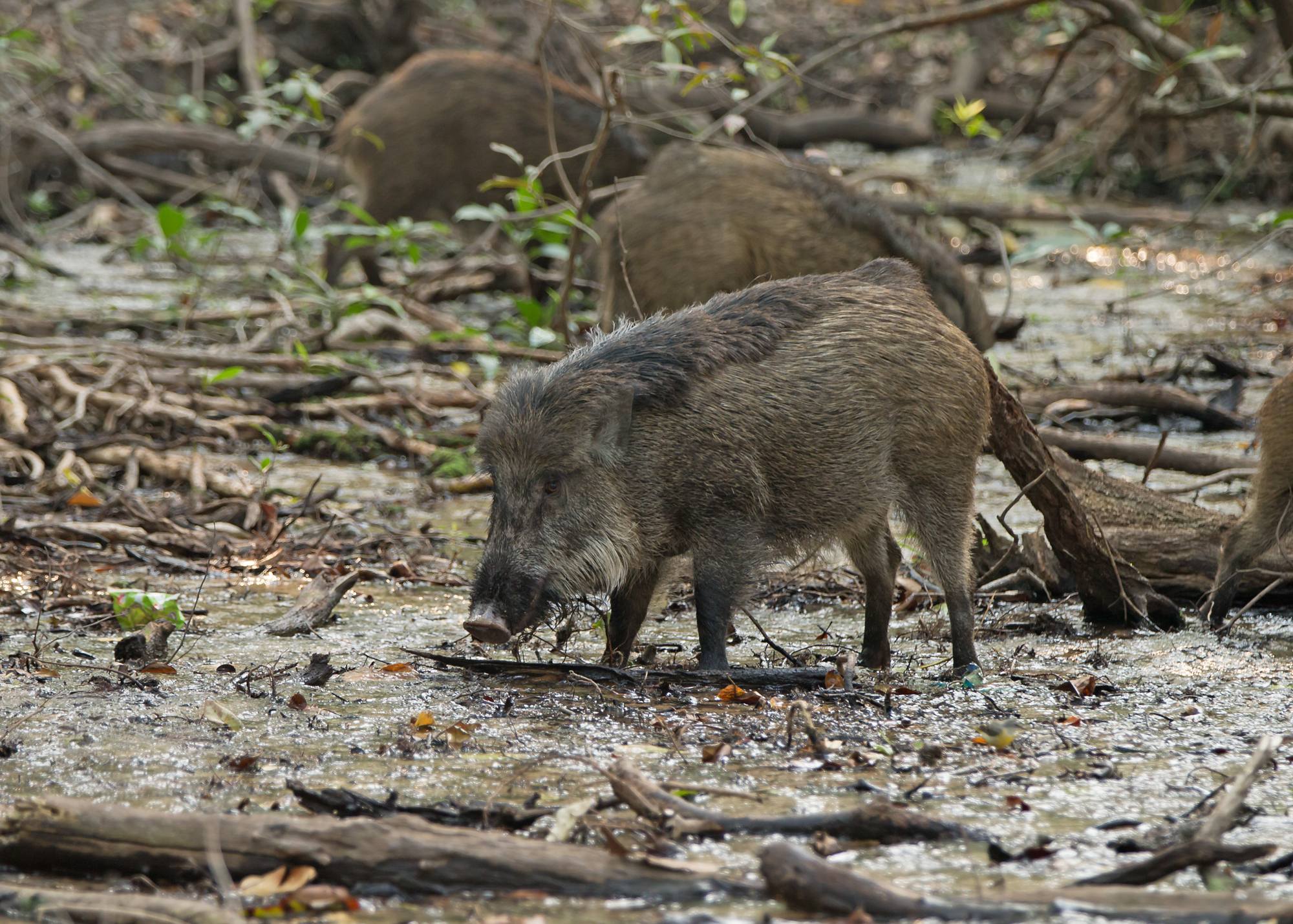 Wild Boar, Bandhavgarh NP, Feb 2015