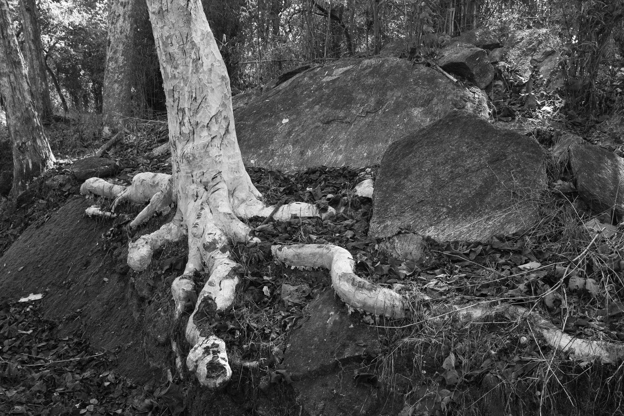 Ghost Tree, Kanha NP Feb 2015