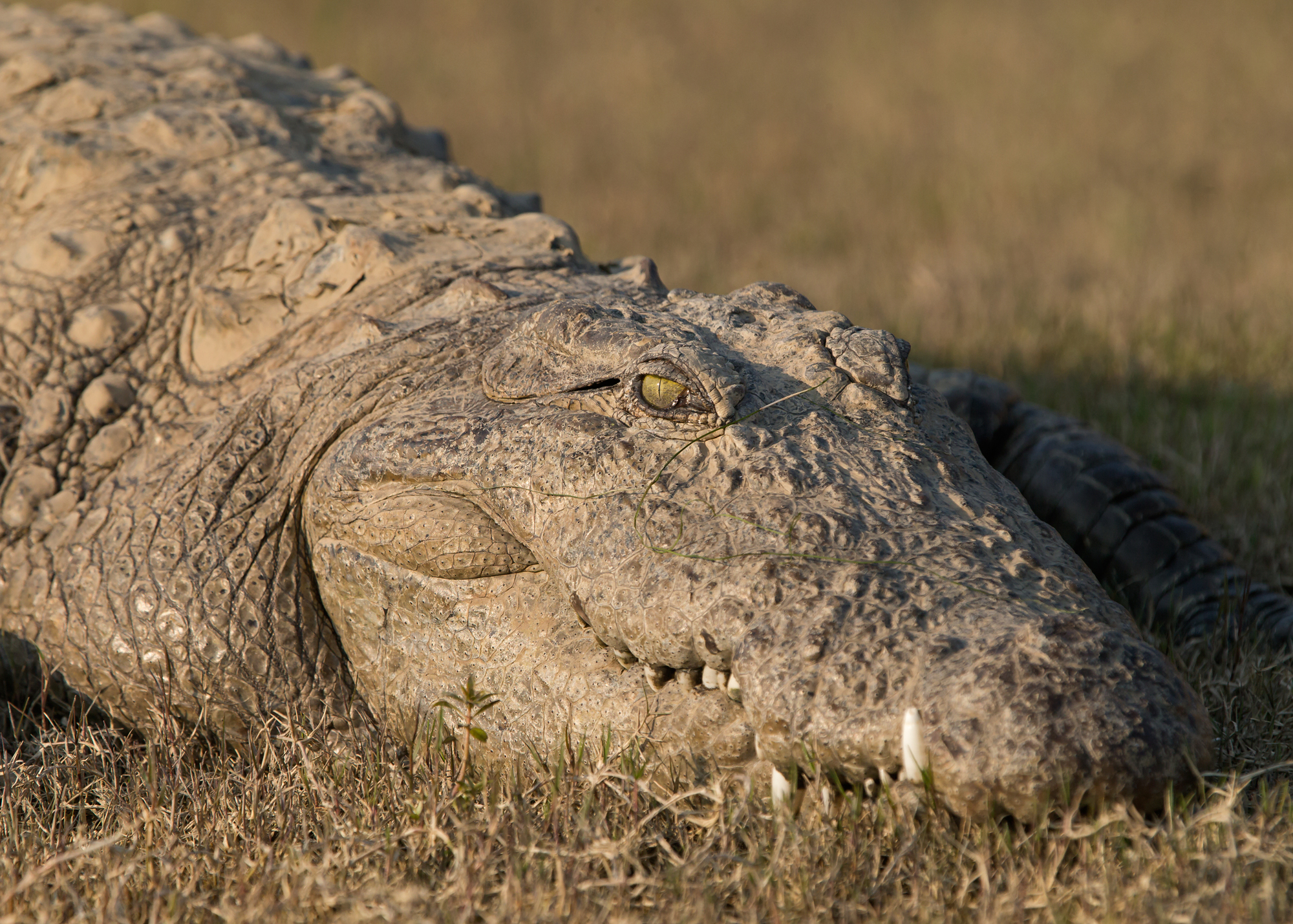 Marsh Mugger, Chambal River Feb 2015