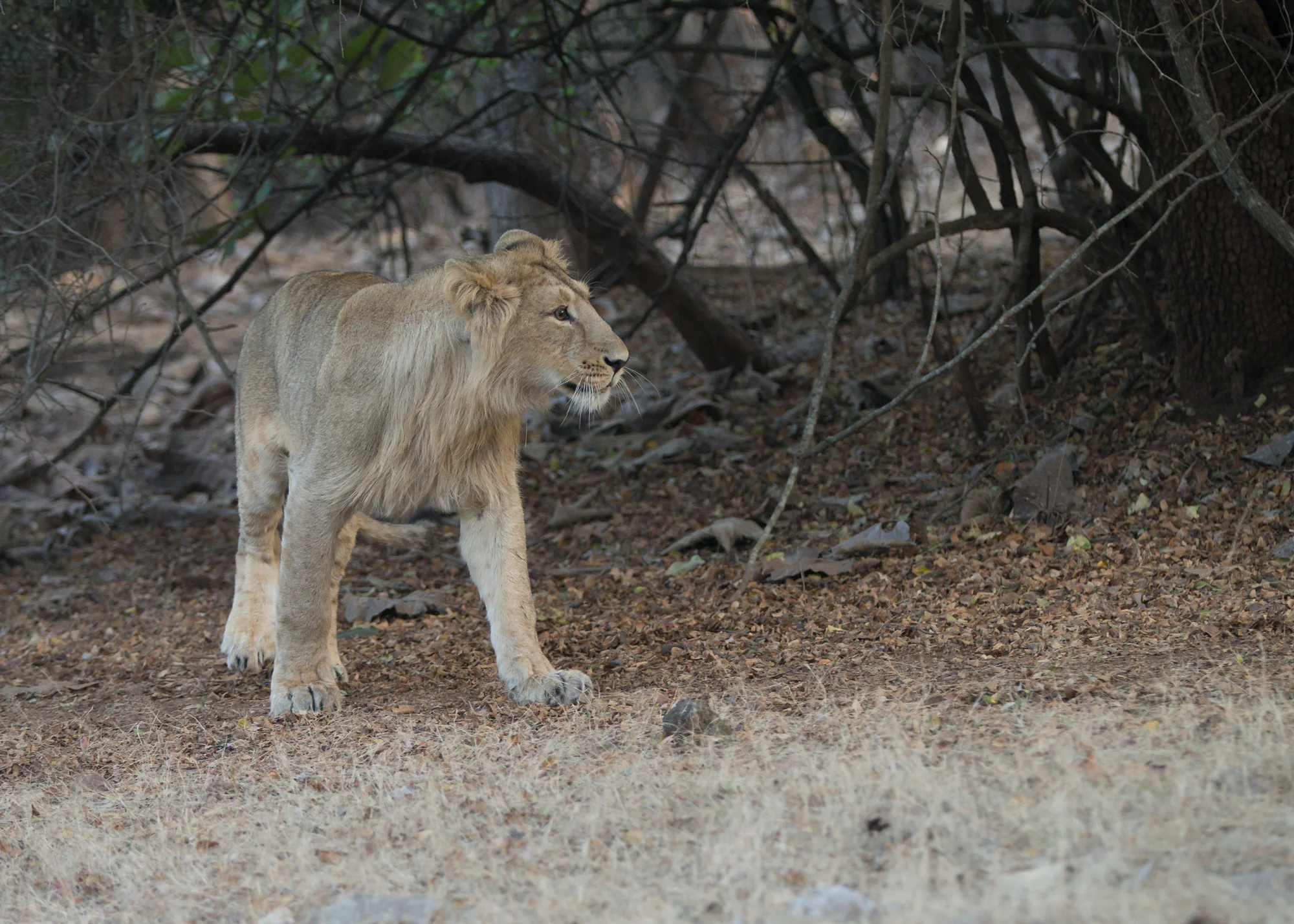 asiatic_lion_girforestnationalpark.jpg
