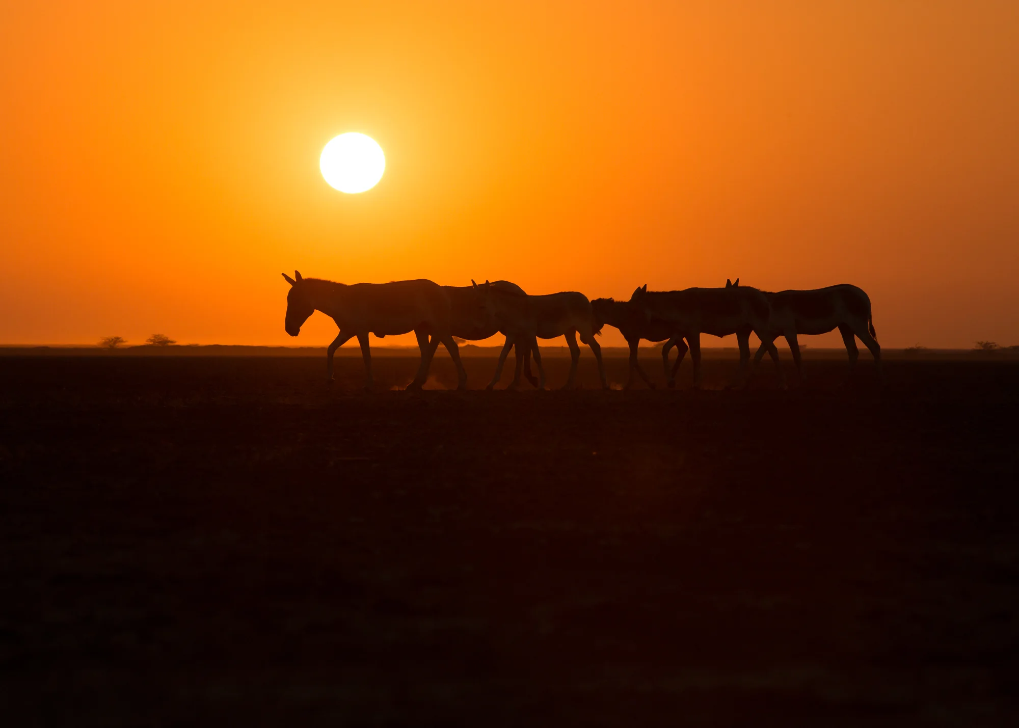 Asiatic Wild Ass, Little Rann of Kutch
