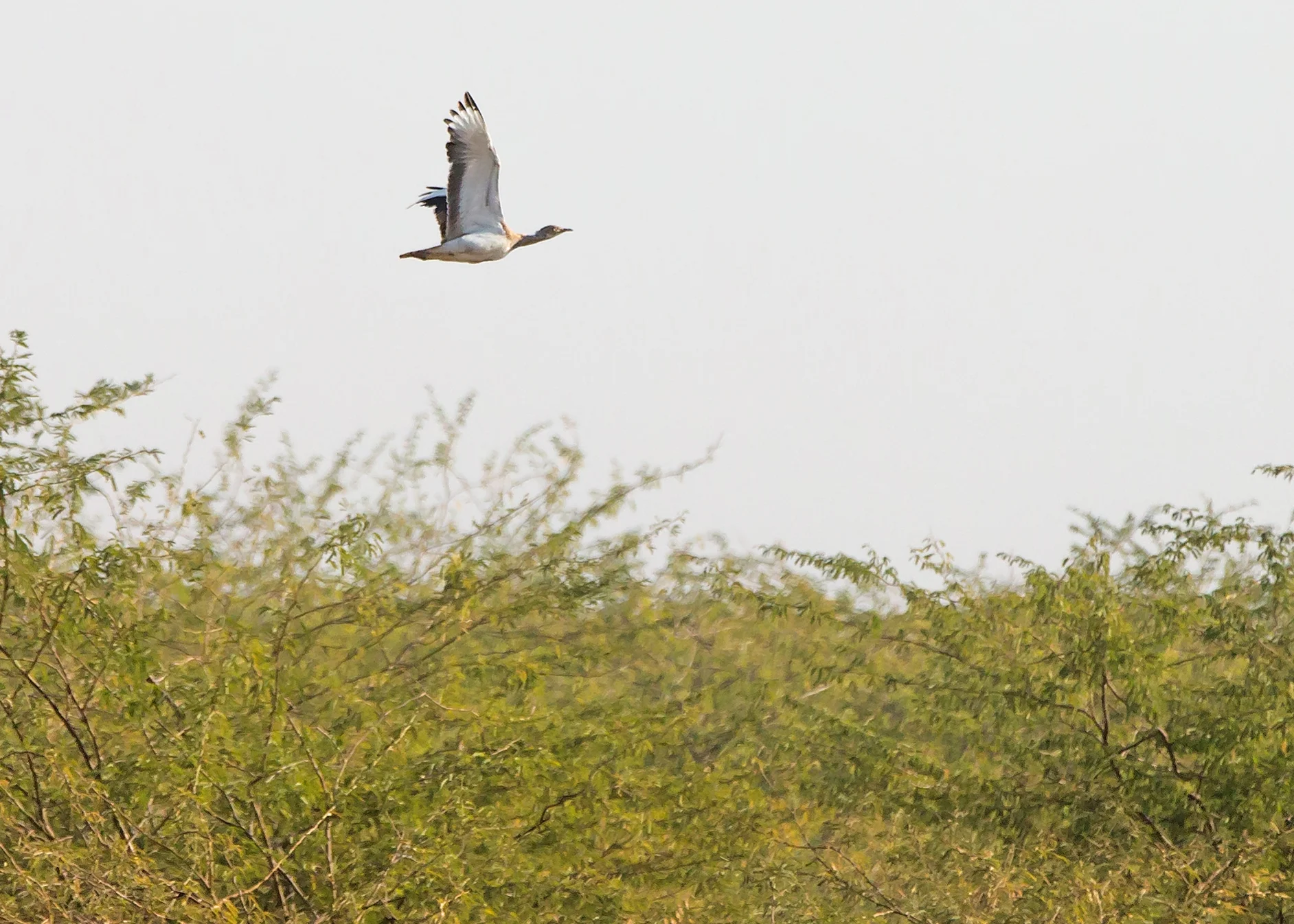 MacQueen's Bustard, Little Rann of Kutch.
