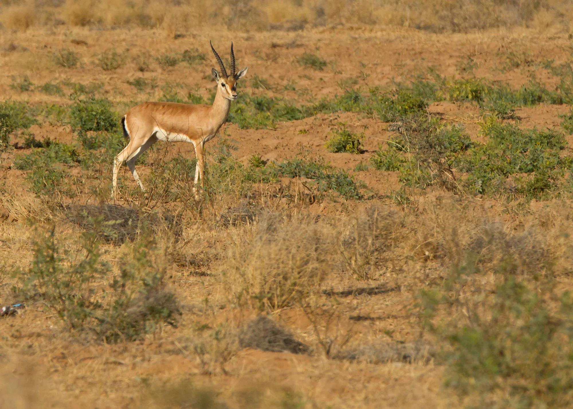 Chinkara (or Indian Gazelle), near Phalodi, Rajasthan