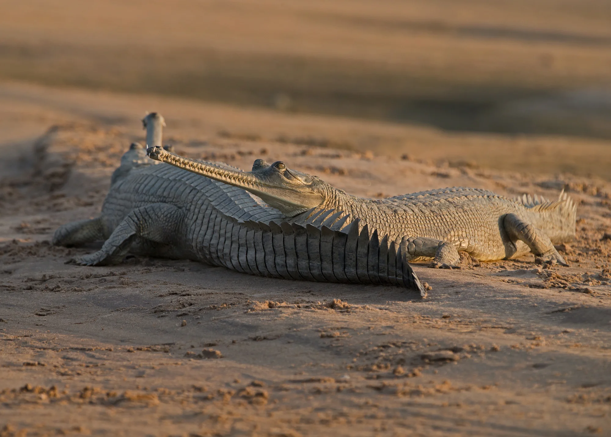 Gharials enjoying late afternoon sunshine, Chambal River