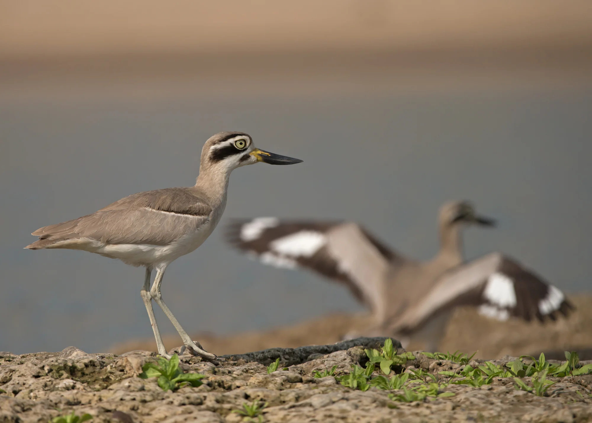 Great Thick-Knees, Chambal River