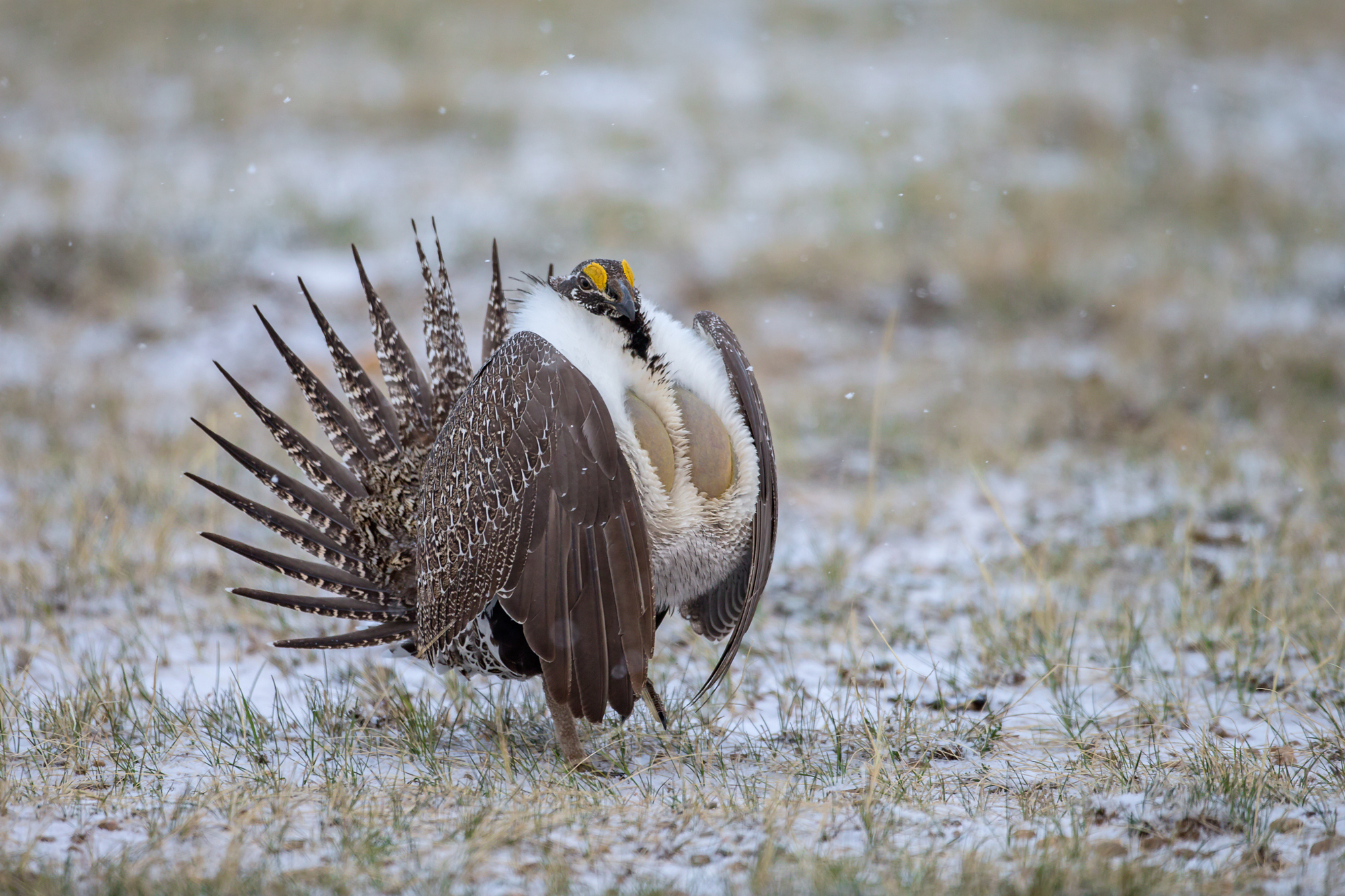 Greater Sage Grouse, North Park CO, Apr 2015