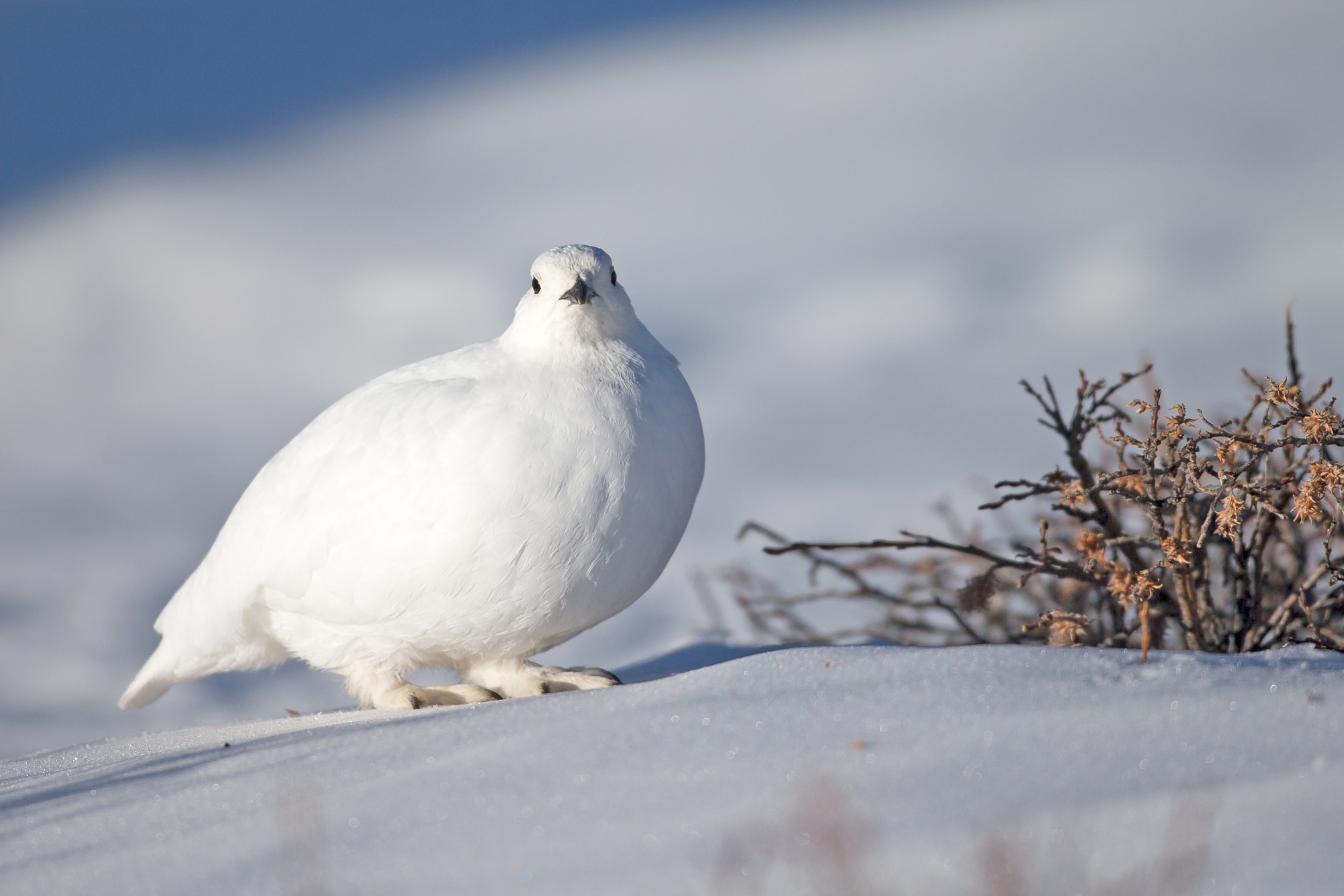 White-tailed Ptarmigan, CO Mar 2015