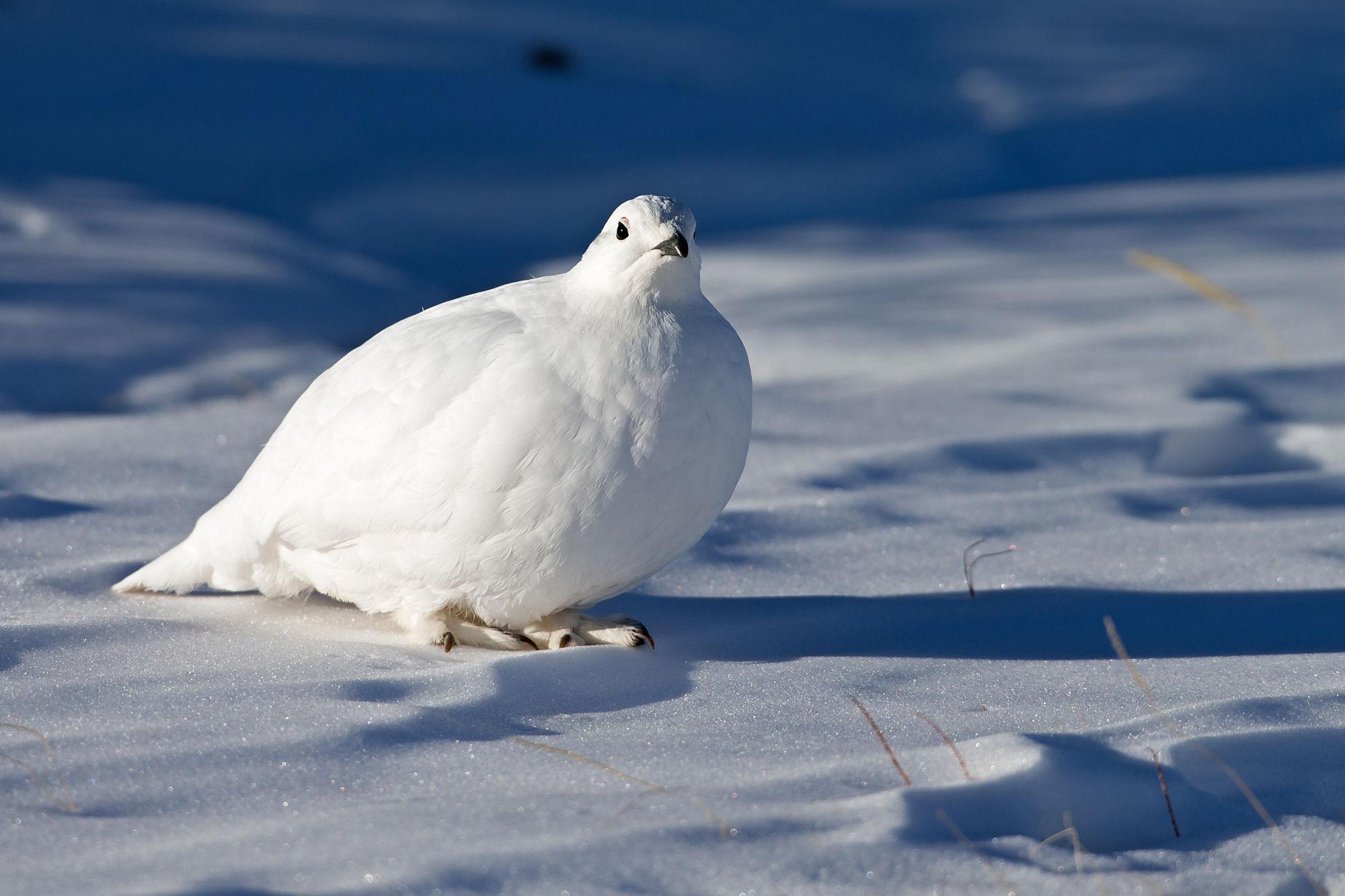 White-tailed Ptarmigan, CO Mar 2015