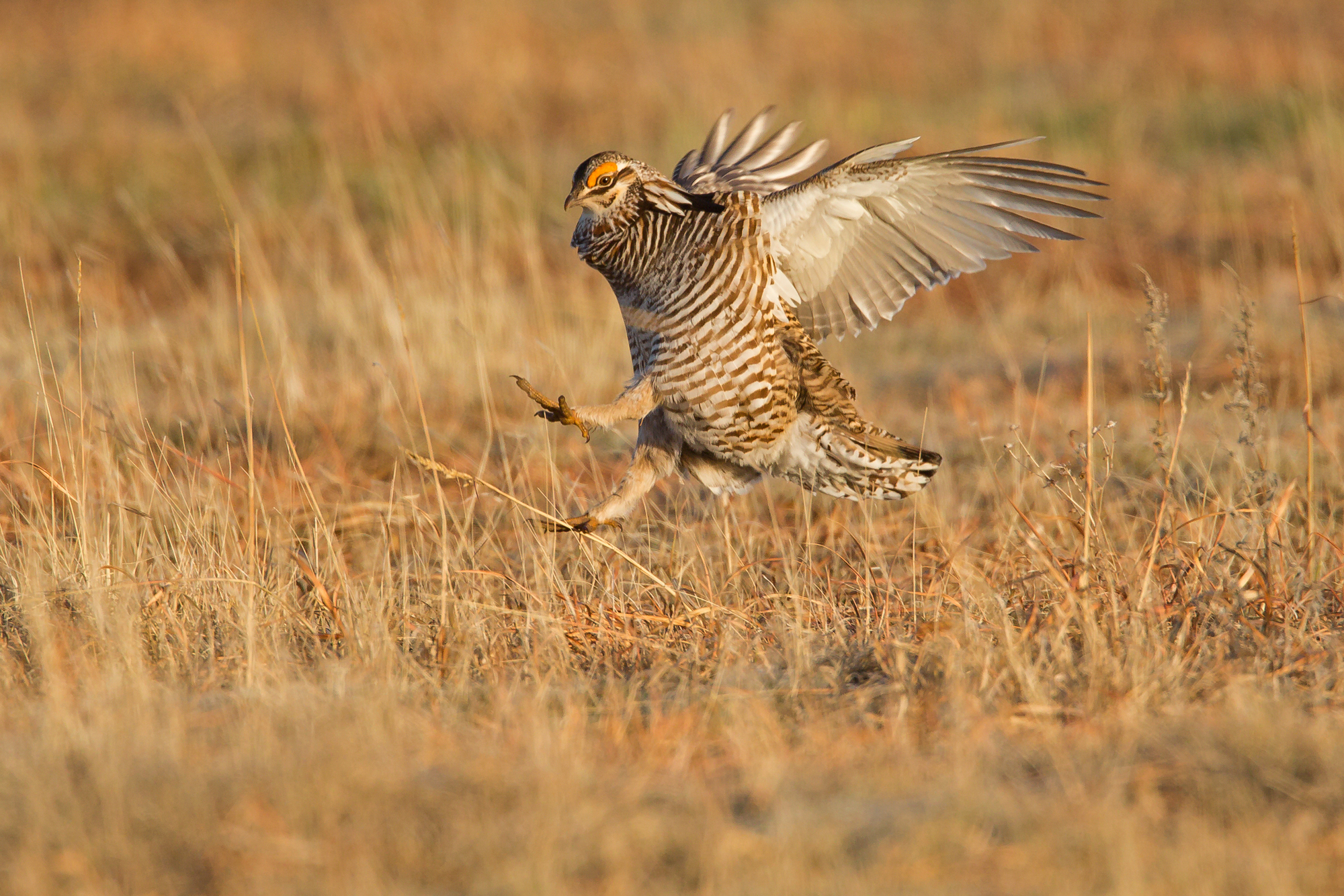 Greater Prairie Chicken, Wray CO Apr 2015